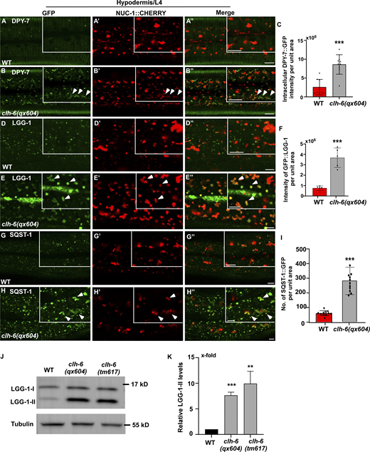 Loss of clh-6 affects degradation of endocytic and autophagic cargoes. (A–I) Confocal fluorescence images of the hypodermis in wild-type (A–A′′, D–D′′, G–G′′) and clh-6(qx604) (B–B′′, E–E′′, H–H′′) adults expressing NUC-1::CHERRY and DPY-7::GFP (A–B′′), GFP::LGG-1 (D–E′′) or SQST-1::GFP (G–H′′). Arrowheads indicate DPY-7–, LGG-1–, and SQST-1–positive structures that contain faint NUC-1::CHERRY fluorescence. Quantification analyses are shown in C, F, and I. At least 15 animals were scored in each strain. (J and K) Western blot analysis of LGG-1-I and LGG-1-II (lipid-conjugated form) in wild type, clh-6(qx604), and clh-6(tm617). LGG-1 accumulation was quantified and normalized to onefold in wild type (K). At least three independent experiments were performed. In C, F, I, and K, data are shown as mean ± SD. Student’s two-tailed unpaired t test was performed to compare mutant datasets with wild type. **P < 0.001, ***P < 0.0001. Scale bars: 5 µm. Source data are available for this figure: SourceData F4.