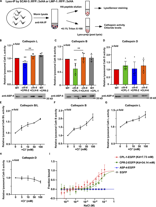 Loss of clh-6 affects lysosomal cathepsin B and L activity. (A) Schematic illustration of the lysosome purification experiment by LysoIP. (B–D) Relative activity of cathepsin L (B), cathepsin B (C), and cathepsin D (D) in purified lysosomes from the indicated strains. The amount of lysosomes in each strain was determined by Western blot with an anti-ASP-4 antibody. Relative cathepsin activity was quantified as described in the Materials and methods and normalized to onefold in wild type. At least five independent experiments were performed. Data are shown as mean ± SD. Student’s two-tailed unpaired t test was performed to compare mutant datasets with wild type or datasets linked by lines. **P < 0.001, all other points had P > 0.5. (E–H) Chloride supplements increase the activity of cathepsin B and L, but not cathepsin D, in lysosomes purified from wild-type worms. Relative cathepsin activity was quantified as described in the Materials and methods and normalized to onefold in the sample without NaCl addition. NaCl provides Cl− and Na-gluconate was used to substitute Na+ and Cl− in the low NaCl solutions. At least three independent experiments were performed. Data are shown as mean ± SD. (I) Chloride binds to recombinant CPL-1-EGFP and CPR-2-EGFP, but not ASP-4-EGFP or EGFP, in MST assays. At least three independent experiments were performed. Data are shown as mean ± SD. Source data are available for this figure: SourceData F8.
