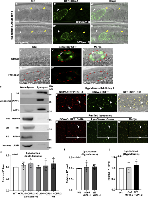 Loss of clh-6 affects endocytic cargo degradation. (A–B′′) DIC, confocal fluoresence, and merged images of wild-type (A, A', and A'') and clh-6(tm617) (B, B', and B'') adults expressing CAV-1::GFP. White arrowheads indicate the spermatheca; yellow arrowheads indicate fertilized and dividing embryos. The percentage of worms with the representative pattern is quantified and shown at the lower right corner in each panel. 13 animals (n) were scored in each strain. (C–D′′) DIC and confocal fluorescence images of a coelomocyte in wild-type adults expressing GFP secreted from body wall muscle cells (Secretory GFP). Worms were treated with DMSO (C–C′′) or Pitstop 2 (D–D′′). GFP is endocytosed into the coelomocyte (outlined by the dashed line) in DMSO- but not Pitstop 2–treated worms. (E) The purity of lysosomes obtained by LysoIP was examined by Western blot using antibodies that detect the lysosomal reporter SCAV-3::RFP::3xHA (anti-HA) and recognize proteins in lysosomes (anti-SCAV-3, anti-ASP-4), mitochondria (anti-HSP-60), ER (anti-PDI), endosomes (anti-RAB-5) or nuclei (anti-LAMIN). 1% of the whole worm lysate and 2% of the purified lysosomal prep were loaded. EE, early endosomes. (F–F′′) DIC and confocal fluorescence images of the hypodermis in wild type expressing the lysosomal markers SCAV-3::RFP::3xHA and SCAV-3::GFP. The RFP signal overlaps well with SCAV-3::GFP (white arrowheads). (G–G′′) The integrity of lysosomes purified by LysoIP was examined by LysoSensor green staining. SCAV-3::RFP::3xHA-positive lysosomes are well stained by LysoSensor green (white arrowheads). Scale bars in A–D′′ and F–G′′ represent 5 µm. (H–J) The potassium concentration in lysosomes purified from multi-tissues (H) or the hypodermis of C. elegans (I and J) was determined as described in the Materials and methods. Relative potassium levels are presented. At least four independent experiments were performed, and data are shown as mean ± SD. Unpaired two-tailed Student’s t test was performed to compare mutant datasets with wild type. All points had P > 0.5. Source data are available for this figure: SourceData FS4.
