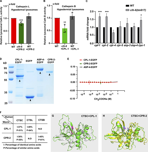 CPL-1 and CPR-2 share sequence and structural similarity with human cathepsin C. (A and B) Relative activity of cathepsin L (A) and cathepsin B (B) in lysosomes purified from hypodermal cells in the indicated strains. The amount of lysosomes in each strain was determined by Western blot with an anti-ASP-4 antibody. Relative cathepsin activity was quantified as described in the Materials and methods and normalized to onefold in wild type. At least four independent experiments were performed. (C) Quantitative RT-PCR analyses of cathepsin genes in wild type and clh-6(tm617) at adult day 1. At least three independent experiments were performed. In A–C, data are shown as mean ± SD. Student’s two-tailed unpaired t test (A and B) or two-way ANOVA followed by Bonferroni post-test (C) was performed to compare CPR-2– or CPL-1–overexpression datasets with wild type (A and B) or mutant datasets with wild type (C). *P < 0.05, **P < 0.001, ***P < 0.0001; all other points had P > 0.5. (D) Coomassie blue staining of CPL-1-EGFP, CPR-2-EGFP, ASP-4-EGFP, and EGFP purified from insect cells by two-step affinity purification. (E) Recombinant CPL-1-EGFP, CPR-2-EGFP, and ASP-4-EGFP proteins do not bind to CH3COONa in MST assays. At least three independent experiments were performed. (F) CPL-1 and CPR-2, the C. elegans orthologs of cathepsin L (CTSL) and B (CTSB), respectively, also share sequence similarity with human cathepsin C (CTSC). (G and H) Superimposition of the predicated tertiary structures of C. elegans CPL-1 (gray), with human cathepsin C (CTSC, green; G), and C. elegans CPR-2 (yellow) with human CTSC (green; H). The tertiary structures are predicated by AlphaFold. Key active site residues are highlighted in magenta (CTSC), yellow (CPL-1), and blue (CPR-2). Source data are available for this figure: SourceData FS5. Refer to the image caption for details.