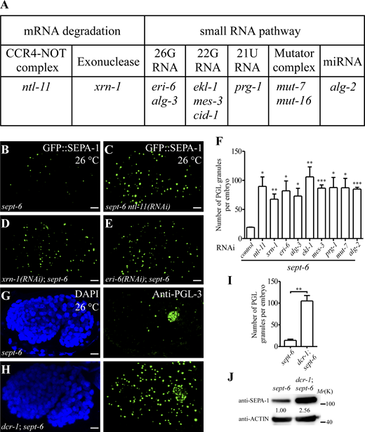 Loss of function of factors involved in mRNA turnover restores PGL granule accumulation in sept-6 mutants. (A) Summary of identified RNAi inactivations that restore PGL granule accumulation in sept-6 mutants under heat stress conditions. (B–E) Compared with control(RNAi)-treated sept-6(tm6608) mutant embryos at 26°C (B), many more PGL granules, labeled by GFP::SEPA-1, are formed in sept-6 mutant embryos treated with ntl-11(RNAi) (C), xrn-1(RNAi) (D), and eri-6(RNAi) (E). (F) Quantification of the number of PGL granules per embryo in the indicated genetic backgrounds at 26°C. Data are shown as mean ± SEM (n = 3; n refers to the number of embryos analyzed for each genotype). Two-tailed, unpaired t test results: *P < 0.05, **P < 0.01, ***P < 0.001. (G–I) Compared to sept-6(tm6608) mutant embryos (G), many more PGL granules, detected by anti-PGL-3, are formed in dcr-1(bp132); sept-6(tm6608) mutant embryos (H) at 26°C. I shows the quantitative data (mean ± SEM, n = 3; n refers to the number of embryos analyzed for each genotype). Two-tailed, unpaired t test result: **P < 0.01. Maximum-intensity projections of Z-stack confocal images of comma-stage embryos are shown in B–E, G, and H. (J) The protein level of SEPA-1 is increased in extracts of dcr-1(bp132); sept-6(tm6608) mutant embryos compared with sept-6(tm6608) embryos at 26°C. Levels of SEPA-1 are normalized with the corresponding ACTIN level. Scale bars: 5 µm for B–E, G, and H. Source data are available for this figure: SourceData F5.