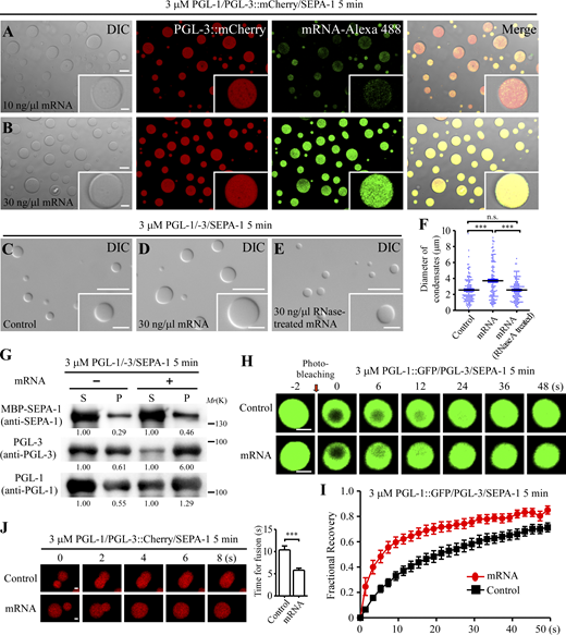 mRNA promotes LLPS and modulates the material properties of PGL condensates. (A and B) Alexa 488-labeled C. elegans total mRNAs (mRNA-Alexa 488) are partitioned into PGL condensates formed by purified PGL-1, PGL-3::mCherry, and SEPA-1 proteins (3 µM for each). More RNAs are detected in condensates when 30 ng/μl mRNA is added into the reaction compared with 10 ng/μl mRNA. (C–E) Adding mRNA enlarges the size of PGL-1/-3/SEPA-1 condensates. DIC images show condensates formed by 3 µM PGL-1/-3/SEPA-1 with no mRNA (C), 30 ng/μl mRNA (D), or 30 ng/μl mRNA pretreated with 0.5 µg/ml RNase A (E). (F) Column scatter charts of the diameters of condensates shown in C–E. Data are shown as mean ± SEM of condensates combined from three fields (220 × 166 µm) for each reaction (n = 142 for no mRNA, 121 for 10 ng/μl mRNA, and 130 for 30 ng/μl mRNA pretreated with 0.5 µg/ml RNase A; n refers to the total number of condensates analyzed for each reaction). Two-tailed, unpaired t test results: n.s.: no significant difference, ***P < 0.001. (G) Sedimentation assays showing that mRNA promotes the partitioning of PGL-1, PGL-3, and SEPA-1 proteins into condensates. S: supernatant, P: pellet. Protein levels in the pellet are normalized by the levels of the proteins in the corresponding supernatants, which is set to 1.00. (H and I) FRAP analysis of PGL-1::GFP/PGL-3/SEPA-1 condensates and PGL-1::GFP/PGL-3/SEPA-1/mRNA condensates. (I) shows quantitative FRAP data presented as mean ± SEM (n = 5; n refers to the number of bleached condensates for each reaction). (J) Adding 30 ng/μl mRNA decreases the time for two PGL-1/PGL-3::mCherry/SEPA-1 condensates to relax into a larger spherical one. The time refers to imaging time. The time for fusion (from the encounter of two condensates until complete relaxation into a larger spherical condensate) is shown as mean ± SEM (n = 10; n refers to the number of fusion events analyzed for each reaction). Two-tailed, unpaired t test results: ***P < 0.001. Scale bars: 5 µm for A and B and enlarged images in C–E; 2 µm for H and J and enlarged images in A and B; 20 µm for C–E. Source data are available for this figure: SourceData F6. Refer to the image caption for details.