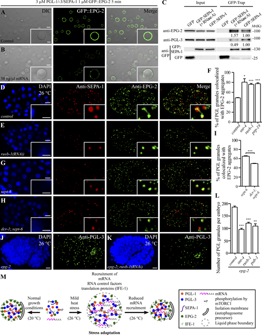 mRNA regulates the recruitment of EPG-2 to PGL granules. (A and B) Purified GFP::EPG-2 (1 µM) protein coats the surface of PGL-1/-3/SEPA-1 condensates (3 µM for each; A). Adding 30 ng/μl mRNA greatly decreases the level of GFP::EPG-2 coated on the surface of PGL-1/-3/SEPA-1 condensates (B). (C) In GFP-Trap assays, the level of endogenous PGL-3 coimmunoprecipitated by GFP::SEPA-1 is decreased, while the level of endogenous EPG-2 precipitated by GFP::SEPA-1 is increased, in embryonic extracts pretreated with RNase A compared with control embryonic extracts. The level of endogenous EPG-2 and PGL-3 precipitated by GFP::SEPA-1 was normalized by GFP::SEPA-1 and set to 1.0 under normal conditions. (D and E) In control embryos at 26°C (D), EPG-2 aggregates are partially colocalized with PGL granules labeled by anti-SEPA-1. The colocalization is increased in ruvb-1(RNAi) embryos (E). (F) Quantification of the colocalization ratio of EPG-2 aggregates and PGL granules in control, snr-4(RNAi), ruvb-1(RNAi), and prp-19(RNAi) embryos at 26°C. Data are shown as mean ± SEM (n = 3; n refers to three images from the corresponding three embryos analyzed for each genotype). Two-tailed, unpaired t test results: *P < 0.05, ***P < 0.001. (G–I) Compared with sept-6(tm6608) mutant embryos at 26°C (G), the % of EPG-2 aggregates that are colocalized with PGL granules is decreased in dcr-1(bp132); sept-6(tm6608) mutant embryos (H). (I) shows quantification. Data are shown as mean ± SEM (n = 3; n refers to three images from the corresponding three embryos analyzed for each genotype). Two-tailed, unpaired t test results: ***P < 0.001. Embryos at the ∼100-cell stage are shown in D, E, G, and H. (J and K) Compared to epg-2(bp287) mutant embryos at 26°C (J), the number of PGL granules is reduced by ruvb-1(RNAi) (K). Maximum-intensity projections of Z-stack confocal images of comma-stage embryos are shown in J and K. (L) Quantification of the number of PGL granules per embryo in the indicated genetic backgrounds. Data are shown as mean ± SEM (n = 3; n refers to three images from the corresponding three embryos analyzed for each genotype). Two-tailed, unpaired t test results: **P < 0.01, ***P < 0.001. (M) Model for the role of RNA in regulating the fates of PGL granules under normal growth conditions (20°C) and mild heat stress conditions (26°C). At 20°C, mRNAs and translation proteins (e.g., IFE-1) are excluded from PGL granules, which are efficiently degraded by autophagy. At 26°C, mRNAs, RNA control factors, and translation proteins (e.g., IFE-1) are targeted to PGL granules, protecting them from degradation to facilitate stress adaptation. mRNAs promote LLPS of PGL granules, maintain their liquidity, and reduce the recruitment of EPG-2. Scale bars: 5 µm for A, B, D, E, G, H, J, and K; 2 µm for enlarged images in A, B, D, E, G, and H. Source data are available for this figure: SourceData F7.