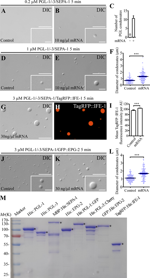 mRNA promotes LLPS and modulates the material properties of PGL condensates, related toFig. 6. (A–C) Purified PGL-1/-3/SEPA-1 proteins at 0.2 μM for each fail to undergo LLPS, while a few small condensates are formed in the presence of 10 ng/μl mRNA. C shows the average number of condensates in A and B. Data are shown as mean ± SEM (n = 3; n refers to the number of randomly selected fields (220 × 166 µm) for each reaction). (D–F) Adding mRNA enlarges the size of condensates formed by purified PGL-1/-3/SEPA-1 proteins (1 µM for each protein). (F) shows column scatter charts of the diameters of condensates in D and E. Data are shown as mean ± SEM of condensates combined from three fields (220 × 166 µm) for each reaction (n = 106 for no mRNA and n = 154 for 10 ng/μl mRNA; n refers to the total number of condensates analyzed for each reaction). Two-tailed, unpaired t test result: ***P < 0.001. (G–I) Adding mRNA slightly increases the partitioning of TagRFP::IFE-1 into PGL-1/-3/SEPA-1 condensates (3 µM for each protein). (I) shows the mean TagRFP::IFE-1 fluorescence intensity per AU in condensates formed by 3 µM PGL-1/-3/SEPA-1/TagRFP::IFE-1 with or without the addition of 30 ng/μl mRNA. Data are shown as mean ± SEM (n = 27; n refers to the number of condensates analyzed for each reaction). Two-tailed, unpaired t test result: ***P < 0.001. (J–L) DIC images showing that addition of mRNA enlarges the size of condensates formed by PGL-1/-3/SEPA-1/GFP::EPG-2 (3 µM for each). (L) shows column scatter charts of the diameters of condensates in J and K. Data are shown as mean ± SEM of condensates combined from three fields (128 × 90 µm) for each reaction (n = 160 for no mRNA and n = 139 for 30 ng/μl mRNA; n refers to the total number of condensates analyzed for each reaction). Two-tailed, unpaired t test result: ***P < 0.001. (M) Protein gels for the inputs used in the in vitro LLPS assay (asterisks indicate the corresponding bands). Scale bars: 20 µm for A, B, D, E, G, H, J, and K; 5 µm for enlarged images in A, B, D, E, J, and K. Source data are available for this figure: SourceData FS4. Refer to the image caption for details.