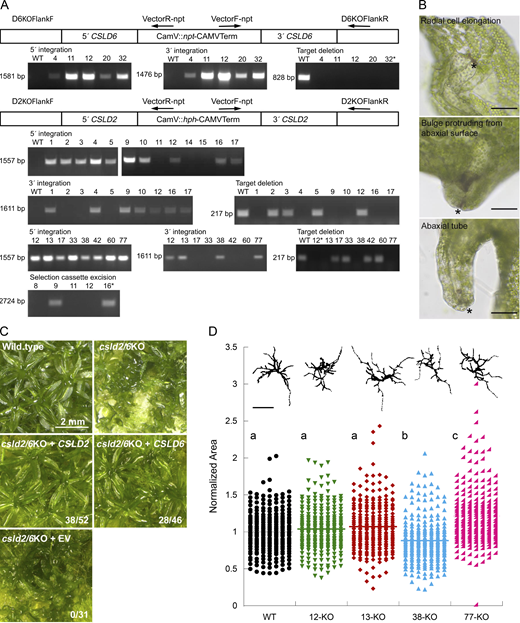 Genotype and phenotype of csld6KO, csld2KO, and csld2/6KO. (A) PCR-based genotyping. CSLD6KO-npt and CSLD2KO-hph vectors integrated to delete CSLD6 and CSLD2, respectively, with primers used for amplification of the 5′ and-3′ integration sites (arrows). For csld6KO-4, -11, -12, -20 and -32 (top row), 5′ integration tested with primer pair D6KOFlankF/VectorR-npt produced the expected 1,581 bp fragment, 3′ integration tested with primer pair VectorF-npt/D6KOFlankR produced the expected 1,476 bp fragment, and target deletion was verified by the absence of a product from primers D6TargetF/D6TargetR, which anneals within the CSLD6 coding sequence and amplified an 828 bp fragment in the wild type. For csld2KO (middle two rows), 5′ integration tested with primer pair D2KOFlankF/VectorR-hph produced the expected 1,557 bp fragment in 10 lines, 3′ integration tested with primer pair VectorF-hph/D2KOFlankR produced the expected 1,611 bp fragment in 7 of those lines and target deletion was verified in lines csld2KO-1, -4, -9, -10, -16, and -17 by the absence of a product from primers D2TargetF/D2TargetR, which anneal within the CSLD2 coding sequence and amplify a 217 bp fragment in the wild type. For csld2/6KO (bottom two rows), 5′ and 3′ integration of the CSLD2KO-hph vector in csld2KO-32 was tested with the same primer pairs. Target deletion was verified in lines csld2/6KO-12, -13, -38, and -77. cre-mediated deletion of the selection cassette was verified for csld2/6KO-9 and 16 by amplification across the deletion site with primers D2KOFlankF/D2KOFlankR (2,724 bp). (B) Tube structures on csld2/6KO phyllids develop through altered cell expansion. Cells surrounding a cell separation (*) elongate radially forming an abaxial bulge with separation at the apex. Cell division and expansion enlarges the bulge forming a tube that protrudes from the abaxial surface. Scale bars = 50 μm. (C) CSLD2 or CSLD6 rescues phyllid development defects. Wild-type leaf morphology was restored when csld2/6KO plants were transformed with either a CSLD2 or CSLD6 expression vector, but not an empty control vector (EV). Ratios indicate the number of transformed lines with normal gametophores over the total number of transformed lines with gametophores. csld2/6KO image is a partial duplication of Fig. 2 G. (D)CSLD2 and CSLD6 are not required for protonemal development. Quantification of chlorophyll autofluorescence images of 7-d old wild type and csld2/6KO plants regenerated from protoplasts as a proxy for total plant area. A binary image of the median plant from each line is shown above (scale bar = 250 µm). For each of two experiments, 25 plants were measured from each of six replicate plates for each genetic line. Area was normalized to the wild-type parent line. Significant differences determined by a one-way ANOVA analysis with a Tukey post hoc test (alpha = 0.05) are indicated by different letters. Source data are available for this figure: SourceData FS2.