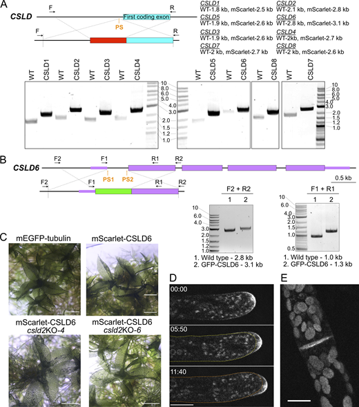 Molecular characterization of the tagged CSLD loci. (A) Diagram illustrates the result of HDR mediated insertion of mScarlet-i (red) sequence in a generic CSLD genomic locus. The position of the protospacer (PS) sequences is indicated with an orange arrow. The dashed vertical lines indicate the junction between the knock-in construct and upstream and downstream genomic sequences. Small arrows above the diagrams represent primers used for genotyping. PCR products obtained with the indicated primer pairs are shown below the diagram. Expected sizes for wild type (WT) and edited loci are shown for each CSLD locus. Molecular weight is indicated in kb. (B) Diagram illustrates the result of HDR mediated insertion of mEGFP (green) sequences in the CSLD6 genomic locus. Coding exons are indicated by thick boxes and untranslated exons are indicated by thin boxes. Thin lines indicate intronic regions. The dashed vertical lines indicate the junction between the knock-in construct and upstream and downstream genomic sequences. Small arrows above the diagrams represent primers used for genotyping. Scale bar is 0.5 kb. PCR products obtained with the indicated primer pairs are shown below the diagram. Predicted sizes for correct products are indicated below each gel. Molecular weight is indicated in kb. (C) Gametophore phyllids form normally in 3–4-wk-old plants regenerated from ground tissue, with no phyllid patterning defects visible as seen in csld2/6KO plants (see Fig. 2, G and H), demonstrating that the tagged CSLD6 is functional. Scale bar, 500 µm. (D) Similar to mScarlet-CSLD6, mEGFP-CSLD6 is enriched in cytosolic punctae and at the apical plasma membrane of tip growing cells. Images are from a time lapse acquisition of confocal images of the medial plane of a growing protonemal cell. Time is indicated by min:sec. Yellow and orange dotted lines indicate the shape of the cell at 00:00, and 05:50 times, respectively. Scale bar, 10 µm. (E) Maximum projection of a confocal Z-stack of a dividing protonemal cell shows that mEGFP-CSLD6 accumulates at the cell division plane. Large globular structures are chloroplasts which are more concentrated near the division plane and auto-fluoresce in the GFP channel. Source data are available for this figure: SourceData FS3.