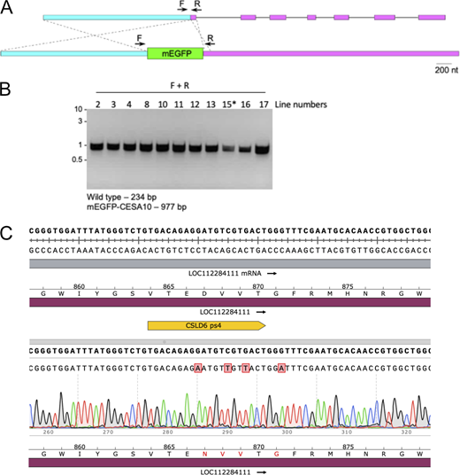 Molecular characterization of the tagged CESA10 locus and the mEGFP-CSLD6-TEN locus. (A) Diagram illustrates the result of HDR mediated insertion of mEGFP sequences from the homology repair plasmid (bottom) into the CESA10 genomic locus (top). Exons (first 7 shown) are indicated by pink boxes and the cloned promoter is indicated by cyan boxes. Thin lines indicate intronic regions. The inserted mEGFP sequence is denoted by a thick green box. Small arrows above the diagrams represent primers used for genotyping. (B) PCR products obtained with primer pairs using template DNA isolated from the indicated moss lines were separated on an agarose gel and stained with ethidium bromide. The asterisk indicates the line chosen for imaging after sequencing the PCR product. Molecular weight is indicated in kb. Predicted sizes for correct products are indicated below the gel. (C) Sequencing of a PCR product (Table S2) amplified from a plant transformed with PS4 (yellow bar) cloned into pMH-Cas9 together with double stranded TEN-oligo (Table S2) reveals CRISPR-Cas9 mediated editing resulting in the three designed silent mutations and the G2599A mutation resulting in D867N. Source data are available for this figure: SourceData FS4.