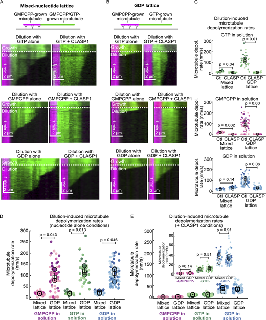 CLASP1 stabilizes unstable microtubule ends in a nucleotide-dependent manner. (A) Representative kymographs of mixed-nucleotide microtubule extensions (green) undergoing depolymerization after tubulin dilution. Microtubules were grown with 7 µM A488 tubulin, 0.8 mM GMPCPP, and 0.2 mM GTP, and then the buffer was exchanged while imaging (dotted white line) for nucleotides alone or in the presence of 20 nM CLASP1. (B) Representative kymographs of GDP microtubule extensions (green) undergoing depolymerization after tubulin dilution. Microtubules were first grown with 12 µM A488 tubulin and 100 µM GTP, and then the buffer was exchanged while imaging (dotted white line) for nucleotides alone or in the presence of 20 nM CLASP1. (C) Quantification of the mixed-lattice and GDP-lattice microtubule depolymerization rates following dilution with and without CLASP1 in the presence of different nucleotides. N = 25–64 microtubules for each condition obtained across three experimental days. Individual data points from different experiments are plotted in different shades. The means for each experimental repeat are plotted as larger points in the same color. The squares indicate the average of the experimental means and the vertical bars are the standard errors of the means. The mean rates and statistics can be found in Table S1. (C–E) The data in C were replotted to show dilution-induced microtubule depolymerization rates in the presence of nucleotides alone (D) and in the presence of CLASP (E) for the different microtubule templates. Welch’s two-tailed unequal variances t tests were performed, and the corresponding P values are indicated on the graphs. Refer to the image caption for details.