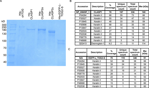 Purification of proteins used in this study. (A) SDS-page gel showing purified His-chTOG, His-CLASP1, His-CLASP2α, His-CLASP2γ, and His-EGFP-L-TOG2-S proteins. The lower band in the His-EGFP-L-TOG2-S sample likely represents a truncated protein or breakdown product as no significant contaminating proteins were found in the mass spectrometry analysis. (B) Mass spectrometry analysis of His-CLASP1 protein. (C) Mass spectrometry analysis of His-EGFP-L-TOG2-S protein. The hits with a total spectrum count of 10 or more are listed. Source data are available for this figure: SourceData FS1. Refer to the image caption for details.