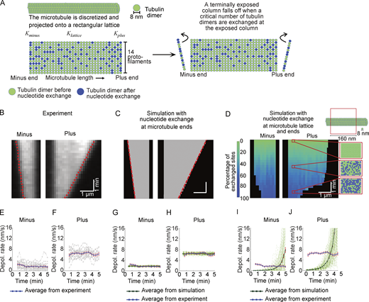Computational modeling demonstrates that nucleotide exchange in the microtubule lattice does not recapitulate the characteristics of the microtubule depolymerization observed in experiments. (A) Schematics of the computational model for CLASP-dependent nucleotide exchange leading to depolymerization. See Table S2 for a list of the model parameters. (B) A representative kymograph of an experimental microtubule depolymerizing in the presence of 1 mM GTP and 61.5 nM CLASP. The red dashed lines indicate the traces of the microtubule ends obtained using KymographClear and KymographDirect (Mangeol et al., 2016). (C) A representative kymograph of microtubule depolymerization simulated using the model of nucleotide exchange solely at the microtubule ends. (D) A representative kymograph of microtubule depolymerization simulated using model of nucleotide exchange throughout the entire microtubule lattice in addition to the exchange at the ends. The color map represents the percentage of exchanged sites on the microtubule. The “zoomed in” regions on the kymograph show the tubulin dimers within a 160 nm long segment on the microtubule lattice at three different time points (0, 2.5 and 5 min). Over the course of time, more and more tubulin dimers are exchanged (“green” sites turning into “blue” sites) within the microtubule lattice. (E and F) The time dependence of depolymerization rate at microtubule minus (E) and plus (F) ends as observed in experiments. In E and F, the gray curves denote trajectories obtained from individual microtubules in experiment (N = 20). The blue curve denotes the average curve evaluated from gray trajectories. (G and H) The time dependence of depolymerization rate at microtubule minus (G) and plus (H) ends as obtained from the model of nucleotide exchange solely at the microtubule ends. (I and J) The time dependence of depolymerization rate at microtubule minus (I) and plus (J) ends as obtained from the model of nucleotide exchange throughout the entire microtubule lattice in addition to the exchange at the ends. In G–J, the light green curves denote trajectories obtained from individual microtubules in simulation. The dark green curve denotes the average curve evaluated from individual microtubule trajectories in simulation. The instantaneous depolymerization rates presented in E–J were estimated by averaging over a 1-min time window. The error bars represent SEM (N = 20 in experiment, N = 100 in all simulated cases).