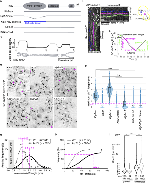 Kip2 motor domain and the C-terminal tail domain are essential for microtubule growth in vivo. (A) Schematic representations of protein constructs used. (B) Analysis of the Kip2-NMD amino acid sequence using the MultiCoil-prediction server with a cutoff of 0.5. (C) Representative images of preanaphase cells of indicated genotype expressing Bik1-3xGFP and Spc72-GFP. Scale bars, 2 µm. Magenta arrowheads mark the plus-ends of cytoplasmic microtubules. (D) The maximum intensity z-projection of time point one of a representative preanaphase cell. The 3D coordinates of aMT plus-end, proximal SPB, and distal SPB were tracked throughout the 80 time points. Their kymograph traces are colored in green, magenta, and blue, respectively. (E) The extracted 3D aMT length of each time point was plotted as a function of time, shown as gray dots. For this particular aMT, the maximum aMT length was 2.3 µm, and the lifetime was the full image acquisition window of 85.6 s. Two growth phases (green line over gray dots) and one shrinkage phase (magenta line over gray dots) were observed. The speeds of growth and shrinkage were calculated for each phase by dividing the corresponding ∆length by the ∆time. (F–I) Quantification results are shown. (F) All maximum lengths of microtubules below the detection limit (666.7 nm owing to the microscope resolution) were marked as 0 µm. See Materials and methods for details. The dashed (solid) bar represents the median (mean), the box marks the interquartile range, and the vertical line covers the 95% confidence interval (n = 3 independent clones with a total of >400 cells per genotype analyzed). Statistical significances were calculated using one-way ANOVA, **** P < 0.0001, n.s., not significant. (G) Maximum aMT length shown as histogram, mean of length shown in red (mean ± SD of mean). (H) The lifetime of aMTs shown as cumulative distribution, statistical significance was assessed with the Kolmogorov-Smirnov test. (I) Speeds of microtubule growth and shrinkage. Statistical significances were calculated using two-tailed Student's t test unless otherwise specified. **** P < 0.0001; * P < 0.05; n.s., not significant. Source data are available in Data S1.
