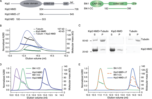 Strong interaction between Kip2 and Bik1 requires the C-terminal tail of Kip2. (A) Schematic representations of protein constructs used in this study. Zn, Zinc knuckle domain. (B) SEC-MALS experiments of Kip2-NMD (green; calculated molecular mass of the monomer: 23 kD), tubulin (dark gray; calculated molecular mass of αβ-tubulin: 110 kD), and a mixture of Kip2-NMD and tubulin (blue). Note that the molecular mass distribution under the Kip2-NMD/tubulin mixture elution profile is in between the ones of the Kip2-NMD dimer and the tubulin heterodimer, indicating no interaction between the two proteins. (C) Coomassie-Blue-stained SDS-PAGE of microtubule pelleting assays using Taxol-stabilized microtubules mixed without and with Kip2-NMD. S, supernatant; P, pellet. The supernatant lane of the Kip2-NMD alone sample is also shown in Fig. S1 E. (D) SEC-MALS analyses of Bik1-CC (green), Kip2-NMD (dark blue), and a mixture of Bik1-CC and Kip2-NMD (purple). (E) SEC-MALS analyses of Bik1-CC (green), Kip2-NMD-ΔT (light blue), and a mixture of Bik1-CC and Kip2-NMD-ΔT complex (orange). The UV absorption at 280 nm and the molecular masses across the peak determined by MALS are plotted. Source data are available for this figure: SourceData F2.