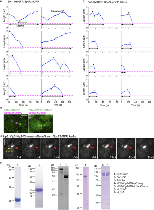 Representative 3D aMT length tracking results, distribution of Kip2 mutants along microtubules, and SDS-PAGE of proteins used in in vitro assays. (A and B) Representative 3D aMT length was extracted from control (A) and kip2Δ (B) cells using Bik1-3xsfGFP and Spc72-eGFP as microtubule plus- and minus-end markers, respectively. The detection limit (666.7 nm due to the microscope resolution) is marked as a magenta dashed line. Rescue (green) and catastrophe (black) events are marked with triangles. The lifetime of each aMT is indicated with a black line with two arrowheads. (C) Representative images of full-length Kip2-3xsfGFP and Kip2-∆motor-3xsfGFP accumulation on microtubule tips. (D) The chimera protein is composed of Kip3-MD and Kip2-NMD, then C-terminally fused with mNeonGreen, expressed from KIP3 locus. The red arrowhead marks the plus-end of the aMT. SPBs are visualized with Spc72-GFP. Corresponds to Video 1. The time-lapse movie has 1.07 s intervals; only representative time points are shown here. Scale bar, 2 µm. (E) Coomassie-Blue-stained SDS-PAGE analysis of indicated proteins. Details of the constructs are summarized in Table S3. The Kip2-NMD image was cropped from the gel shown in Fig. 2 C. Source data are available for this figure: SourceData FS1.