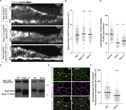 The Kip2–Bik1 interaction is not required for efficient targeting of Kip2, but of Bik1, to microtubule plus-ends. (A) Representative kymographs drawn from time-lapse series of preanaphase cells of the indicated genotype. SPBs were visualized with Spc72-GFP. Red arrowheads denote the speckles that appeared along the shaft of microtubules. (B) Quantification of Kip2 speckle moving speed using the kymographs shown in A. More than 90 speckles analyzed per condition. (C) Measurements of Bik1-3xGFP fluorescence intensity (%) on cytoplasmic microtubule plus-ends in cells of the indicated genotype. More than 90 cells analyzed per condition. (D) Western blot analysis of endogenously expressed Kip2-6HA and Kip2-ΔT-6HA. Lysates were prepared from cycling cells of the indicated genotype. (E) Representative images of preanaphase cells expressing the SPB marker Spc42-mCherry (magenta) and the ATPase deficient variant Kip2-G374A-3xsfGFP (green) in the presence and absence of Bik1. (F) Measurements of Kip2-G374A-3xsfGFP fluorescence intensity (%) associated with b-SPBs in cells shown in E. More than 90 speckles cells per condition. Statistical significance was calculated using two-tailed Student's t test. **** P < 0.0001; n.s., not significant. Source data for B, C, and F are available in Data S1. Source data are available for this figure: SourceData FS2.