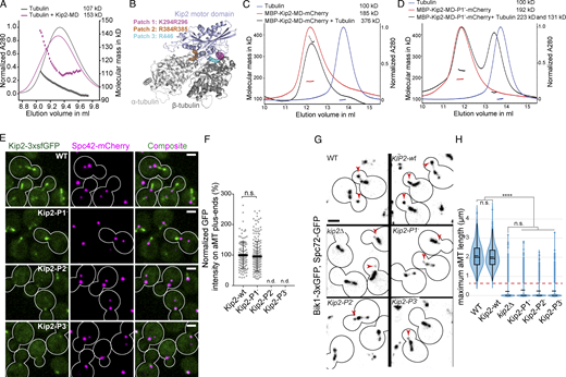 The motor–tubulin interactions underlie the microtubule polymerase activity of Kip2. (A) SEC-MALS analysis of a mixture of apo Kip2-MD (calculated molecular mass of the monomer: 44 kD) and tubulin (calculated molecular mass of the dimer: 110 kD). (B) Homology model of the Kip2-MD (blue) in complex with the αβ-tubulin heterodimer (gray). The three positively charged Kip2-MD surface residue patches crucial for tubulin or microtubule-binding are highlighted in different colors (see corresponding legend). (C) SEC-MALS analysis of a mixture of MBP-Kip2-MD-mCherry (calculated molecular mass of the monomer: 125.8 kD) and tubulin. (D) SEC-MALS analysis of a mixture of MBP-Kip2-MD-P1−-mCherry (same calculated molecular mass as MBP-Kip2-MD-mCherry) and tubulin. (E) Representative images of metaphase yeast cells expressing Spc42-mCherry (magenta) and wild-type Kip2 or Kip2 containing mutations in tubulin-binding patches C-terminally fused with 3xsfGFP (green). (F) Quantification of GFP fluorescence intensities at aMT plus-ends from cells shown in E, error bars represent mean ± SD (n = 3 independent clones, with a total of >100 cells per genotype analyzed). For P2 and P3 mutant cells, the GFP signal was only weakly associated with SPBs; therefore, in both cases, the intensities on aMT plus-ends were not determined (n.d.). The statistical significance (n.s.: not significant) was test with two-tailed Student’s t test. (G and H) Quantification of 3D length of aMTs. Kip2-wt represents the control of inserting the selection marker TRP1 downstream of the KIP2 gene; see the Materials and methods section for more details. Representative images of metaphase cells of indicated genotype are shown in G; red arrowheads mark the plus-ends of aMTs. Quantification results are shown in H, the dashed (solid) bar represents the median (mean), the box marks the interquartile range, and the vertical line covers a 95% confidence interval (n = 3 independent clones, with a total of >400 cells per genotype analyzed). Statistical significances were calculated using one-way ANOVA; **** P < 0.0001; n.s., not significant. Scale bars, 2 μm. Source data for F and H are available in Data S1.