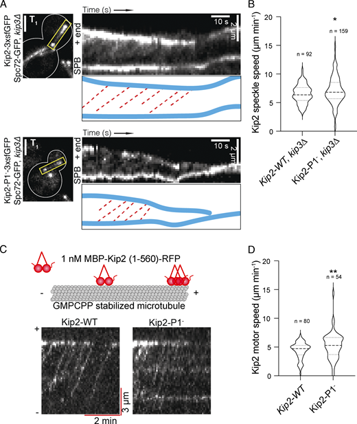 Kip2 residues K294 and R296 are dispensable for Kip2 motility in vivo and in vitro. (A) Representative preanaphase cells (T1: the first frame), kymographs drawn from time-lapse series, and highlighted trajectories (red dashed lines) of Kip2-3xsfGFP (top) and Kip2-P1−-3xsfGFP (bottom) speckles moving along a metaphase aMT. Spc72-GFP was used to visualize SPBs. KIP3 was deleted to increase the aMT length. Scale bars, 2 μm. (B) Quantification of Kip2 speckle moving speed using the kymographs shown in A. More than 90 speckles analyzed per condition. (C) Representative kymographs showing random landing along GMPCPP-stabilized microtubule lattices, processive motility, and plus-end accumulation of individual Kip2-WT and Kip2-P1− motors. (D) Quantification of Kip2 motor speed using the kymographs shown in C. More than 55 speckles analyzed per condition. Statistical significance was calculated using two-tailed Student's t test; * P < 0.05; ** P < 0.01. Source data for C and D are available in Data S1. Refer to the image caption for details.