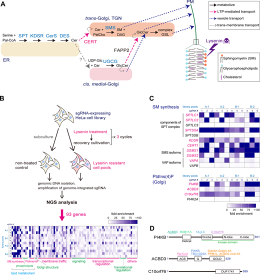 Identification of genes conferring lysenin resistance by disruption. (A) Pathways involved in de novo SM synthesis. Lysenin binds to SM in the PM and forms a pore, thereby causing cytotoxicity. SPT, serine palmitoyltransferase; KDSR, 3-ketodihydrosphingosine reductase; CerS, ceramide synthase; DES, sphingolipid Δ(4)-desaturase; SMS, SM synthase; UGCG, UDP-glucose ceramide glucosyltransferase (or GlcCer synthase). (B) Scheme of genome-wide KO screening of lysenin-resistant genes. Two independent pools of lentivirus-based GeCKO v2 pooled libraries, each of which were composed of two-half libraries, A and B (resulting in four independent pools, A-1, A-2, B-1, and B-2), were used for the screening. A heatmap composed of sgRNAs of 93 candidate genes is shown. (C) Heatmaps of genes involved in the pathways of de novo SM synthesis and Golgi-PtdIns(4)P metabolism are shown. Genes identified in the screening are shown in magenta. (B and C) Heatmaps represent the fold-enrichment of normalized read numbers of six sgRNAs of each gene in two independent experiments. See also Table S1 and Fig. S1 for other genes. (D) Domains and interaction partners of PI4KB, ACBD3, and C10orf76. Numbers represent the amino acid number counted from the initial methionine (the most typical isoforms expressed in HeLa cells are shown). Regions involved in interactions with proteins or ligands are shown in the upper, colored lines. ACB, acyl-CoA binding; GOLD, Golgi dynamics; DUF, domain of unknown function.