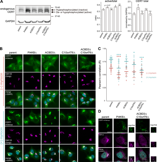 Recruitment of CERT to the Golgi apparatus is impaired in PI4KB KO and ACBD3/C10orf76 DKO cells. (A) Western blot analysis of the phosphorylation state of endogenous CERT. Cell lysates were immunoblotted with anti-CERT or anti-GAPDH antibodies. CERT displayed a doublet pattern that represents a hyperphosphorylated upper band (i.e., the inactive form) and a de- or hypophosphorylated lower band (i.e., the active form). The intensities of the upper and lower bands of CERT were quantified, and the ratio was calculated by dividing the intensity of the lower bands by the sum of the upper and lower bands (left panel). To compare the relative expression levels of CERT between different cell types, the total intensity of the upper and lower bands was normalized by the intensity of GAPDH as the loading control (right panel). The graphs represent the mean ± SEM of three biological replicates. Statistical significance was determined by two-sided Dunnett test *, P < 0.05; **, P < 0.005. n.s., not significant. (B) Microscopic observation of the intracellular distribution of CERT-mVenus. Cells stably expressing CERT-mVenus were cultured in the presence or absence of 2.5 μM myriocin for 24 h. Fixed cells were then immunostained with an anti-GM130 antibody. (C) Image analysis of B. Data are representative of at least two independent experiments with similar results. The dots represent the Pearson’s correlation coefficient between CERT-mVenus and the Golgi marker GM130 of one cell (n = 23–28), calculated from at least three images. The line segments represent the median. Orange, myriocin untreated; light blue, myriocin treated. Statistical differences, determined by Steel-Dwass test, between the parent and KO cells in each of the myriocin-treated and untreated conditions are shown. *, P < 0.05; ***, P < 0.0005. n.s., not significant. (D) Microscopic observation of CERT-mVenus puncta in the KO cells. Cells stably expressing CERT-mVenus were treated with 2.5 μM myriocin for 24 h. Fixed cells were then immunostained with an anti-VAP-A antibody. Magnified views of the white-dashed boxes are shown. (B and D) Nuclei were visualized by staining with DAPI. Scale bars, 10 μm. Source data are available for this figure: SourceData F3.