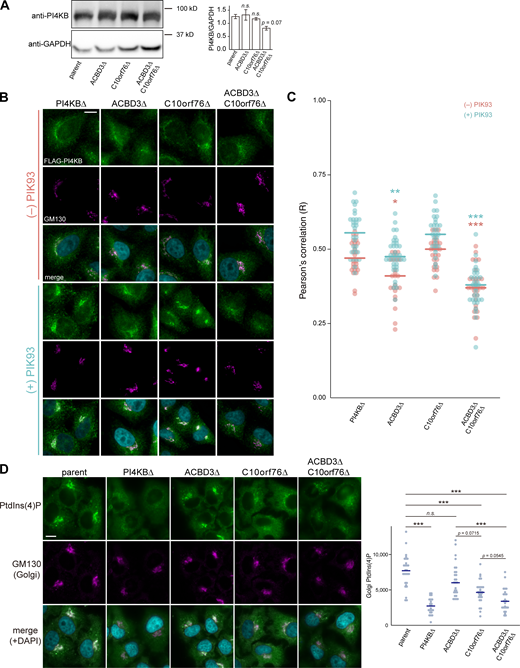 PI4KB requires either ACBD3 or C10orf76 for its recruitment to the Golgi apparatus. (A) Western blot analysis of the abundance of endogenous PI4KB. Cell lysates were immunoblotted with anti-PI4KB or anti-GAPDH antibodies. The graph represents the mean ± SEM (three biological replicates) of the band intensity of PI4KB, which was normalized by that of the loading control GAPDH. Statistical significance was determined by two-sided Dunnett test. n.s., not significant. (B) Microscopic observation of FLAG-PI4KB recruitment to the Golgi apparatus. Cells stably expressing FLAG-PI4KB were treated with 0 or 2 μM PIK93 for 4 h. Fixed cells were then immunostained with anti-FLAG and anti-GM130 antibodies. (C) Image analysis of B. Data are representative of two independent experiments with similar results. The dots represent the Pearson’s correlation coefficient between FLAG-PI4KB and the Golgi marker GM130 in one cell (n = 24–36), calculated from at least three images. The line segments represent the median. Orange, without PIK93; light blue, PIK93-treated. Statistical differences, determined by Steel-Dwass test, between the parent and KO cells in each of the PIK93-treated and untreated conditions are shown. *, P < 0.05; **, P < 0.005; ***, P < 0.0005. (D) Analysis of PtdIns(4)P pools in the Golgi apparatus. Fixed cells were immunostained with anti-PtdIns(4)P and anti-GM130 antibodies. The dots represent the intensity of Golgi-PtdIns(4)P normalized by the Golgi area in one cell (n = 23–30), calculated from at least three images. Data are representative of two independent experiments with similar results. The blue line segments represent the median. Statistical significance was determined by Steel-Dwass test. ***, P < 0.0005. n.s., not significant. (B and C) Nuclei were visualized by staining with DAPI. Scale bars, 10 μm. Source data are available for this figure: SourceData F4.