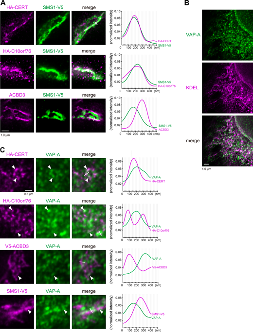 C10orf76 marks the ER–Golgi ceramide transport zones. (A) STED microscopic observation of the SMS1-positive Golgi stacks. The CERT KO cells stably expressing HA-CERT and SMS1-V5 or C10orf76 KO cells stably expressing HA-C10orf76 and SMS1-V5 were fixed and immunostained with anti-ACBD3 + anti-V5 antibodies or anti-HA + anti-V5 antibodies and imaged using STED microscopy. Scale bar, 1.0 µm. (B) STED microscopic observation of the intra-ER distribution pattern of VAP-A. HeLa cells were fixed and immunostained with anti-KDEL and anti-VAP-A antibodies and imaged using STED microscopy. Scale bar, 1.0 µm. (C) STED microscopic observation of ER–Golgi-associated subregions. Cells were fixed and immunostained with anti-HA + anti-VAP-A antibodies or anti-V5 + anti-VAP-A antibodies and imaged using STED microscopy. Arrowheads indicate the overlapping regions. Scale bar, 0.5 µm. (A and C) Graphs represent the line profiles of ROIs (depicted by white lines): x-axis, distance; y-axis, normalized signal intensities. Source data are available for this figure: SourceData F6.