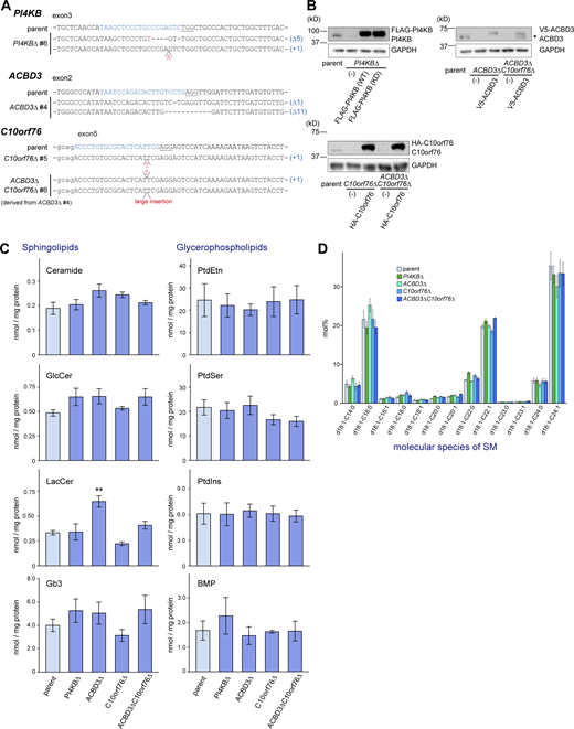 Establishment of the KO cell clones and lipidomic analysis. (A) Sequence analysis of genomic DNA derived from genome-edited clones. (B) Confirmation of KO by Western blot analysis. Cell lysates were immunoblotted with anti-PI4KB, anti-ACBD3, anti-C10orf76, or anti-GAPDH antibodies. *, degradation product. (C and D) Lipidomic analysis of the KO cells (supplemental information for Fig. 2 C). Lipids were extracted from cells subcultured in FBS-free medium and analyzed by LC–MS/MS. The bar graph represents the mean ± SEM of three independent experiments. Statistical significance was determined by two-sided Dunnett test. *, P < 0.05. (D) The molecular species of SM was unaltered by gene disruption. Source data are available for this figure: SourceData FS2.
