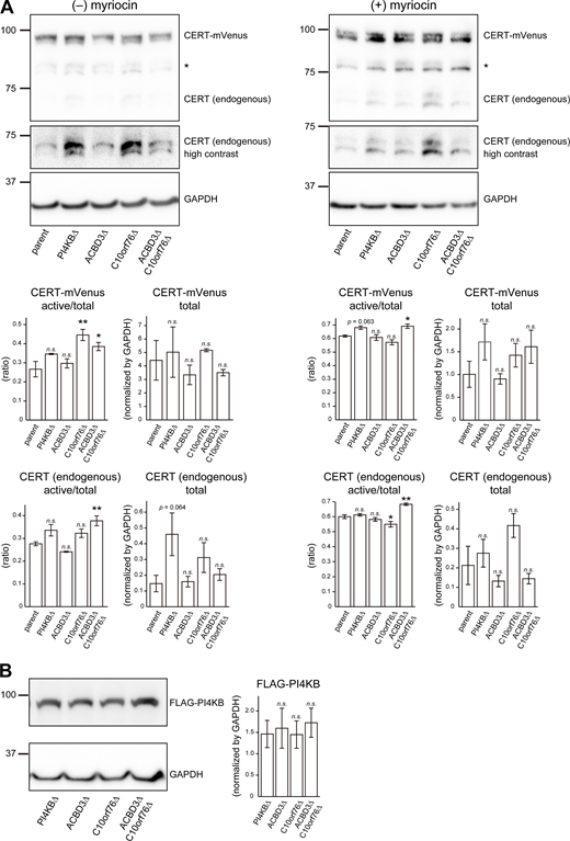 The expression levels of recombinant proteins expressed in the KO cells are similar to those in the parent cells. (A) Western blot analysis of the endogenous CERT and ectopic CERT-mVenus expressed in various cells treated with or without the sphingolipid synthesis inhibitor myriocin. Cells stably expressing CERT-mVenus were cultured with or without 2.5 μM myriocin for 24 h. Cell lysates were immunoblotted with anti-CERT or anti-GAPDH antibodies. Statistical significance was determined by two-sided Dunnett test. *, P < 0.05, **, P < 0.01. (B) Western blot analysis of FLAG-PI4KB stably expressed in various cells. Cell lysates were immunoblotted with anti-FLAG or anti-GAPDH antibodies. Statistical significance was determined by two-sided Dunnett test. n.s., not significant. Source data are available for this figure: SourceData FS3.