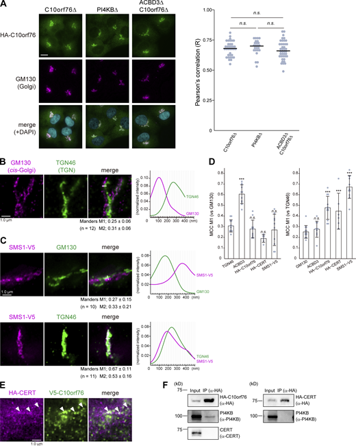 Only a portion of CERT colocalizes with C10orf76. (A) Microscopic observation of the intracellular distribution of HA-C10orf76 in KO cells. Cells stably expressing HA-C10orf76 were fixed and immunostained with anti-HA and anti-GM130 antibodies. Nuclei were visualized with DAPI. Scale bar, 10 μm. The Pearson’s correlation coefficients between HA-C10orf76 and the Golgi marker GM130 in one cell (n = 24–41), calculated from at least three images, are shown on the right. The line segments represent the median. Statistical significance was determined by Steel-Dwass test. n.s., not significant. Representative data from at least two independent experiments with similar results are shown. (B) STED microscopic observation of cis-Golgi (marked by GM130) and the TGN (marked by TGN46). Fixed cells were immunostained with anti-GM130 and anti-TGN46 antibodies. (C) STED microscopic observation of the intra-Golgi distribution patterns of SMS1-V5. Cells stably expressing SMS1-V5 were fixed and immunostained with anti-V5 + anti-GM130 antibodies or anti-V5 + anti-TGN46 antibodies. Graphs represent the line profiles of regions of interest (ROIs, depicted by white lines): x-axis, distance; y-axis, normalized signal intensity. (B and C) The mean ± SD of Manders correlation coefficient (MCC) and the cell numbers (n) analyzed are shown. MCC M1 represents the colocalization rate of the protein of interest with the marker protein. M2 represents the colocalization rate of the marker protein with the protein of interest. (D) The mean ± SD of MCC M1 from Fig. 5, B and D, and Fig. S4, B and C are shown. Dots represent the individual data points. Statistical differences between the marker protein (TGN46 or GM130) and the proteins of interest are shown. Statistical significance was determined by one-sided Dunnett test. ***, P < 0.001; n.s., not significant. (E) STED microscopic observation of HA-CERT and V5-C10orf76. (B, C, and E) Scale bars, 1.0 µm. (F) Co-immunoprecipitation analysis of CERT, C10orf76, and PI4KB. Cell lysates, prepared from cells stably expressing HA-C10orf76 or HA-CERT, were subjected to immunoprecipitation with anti-HA-agarose. The eluates were immunoblotted with anti-HA, anti-PI4KB, or anti-CERT antibodies. Source data are available for this figure: SourceData FS4.
