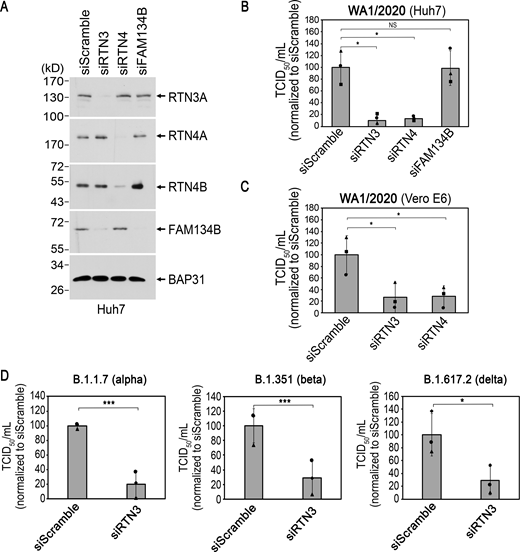 SARS-CoV-2 exploits RTN3 and RTN4 to support SARS-CoV-2 infection. (A) siRNA KD of RTN3, RTN4, or FAM134B. Cell extracts derived from Huh7 cells transfected with the indicated siRNA were subjected to SDS-PAGE and immunoblotting with the indicated antibodies. (B) Huh7 cells transfected with the indicated siRNAs were infected with SARS-CoV-2 WA1. 48 h after infection, Huh7 media containing the secreted virus was serially diluted onto a 96-well plate of Vero E6 cells. After 48 h, each well was scored for the cytopathic effect (CPE), and the TCID50/ml was determined. The graph represents TCID50/ml relative to control (scrambled siRNA-treated) cells. Error bars represent means ± SD from three biological replicates. (C) Vero E6 cells transfected with the indicated siRNAs were infected with SARS-CoV-2 WA1 for 48 h, and the TCID50/ml was determined as in B. Error bars represent means ± SD from three biological replicates. (D) Huh7 cells were transfected with the scrambled or RTN3 siRNA and infected with SARS-CoV-2 alpha (B.1.1.7, left panel), beta (B1.351, center panel), and delta (B1.617.2, right panel) variants and the TCID50/ml was determined as in B. Graphs represent the TCID50/ml relative to control (scrambled siRNA-treated) cells. Error bars represent means ± SD from three biological replicates per variant. (B–D) Huh7 cells were infected at 2 MOI with the indicated variants. Results were analyzed using Student’s two-tailed t test. Data are represented as the mean values, where indicated. The P values are indicated by *P < 0.05, ***P < 0.001. Source data are available for this figure: SourceData F1. Refer to the image caption for details.