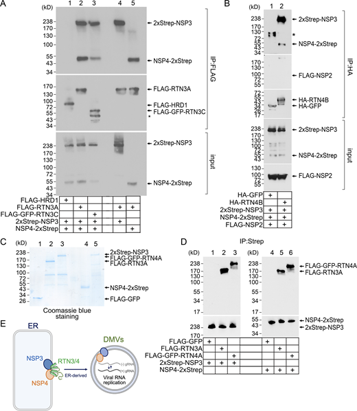 RTN3 and RTN4 bind to NSP3 and NSP4. (A and B) HEK 293T cells were transfected with the indicated DNA constructs for 24 h, and the resulting cell extracts were immunoprecipitated (IP) with anti-FLAG (A) or anti-HA (B). The precipitated material was subjected to SDS-PAGE and immunoblotting with the indicated antibodies. Input represents 5% of the total sample used for the IP. * denotes a non-specific unidentified protein. (C) FLAG-GFP (lane 1), FLAG-RTN3A (lane 2), FLAG-GFP-RTN4A (lane 3), NSP4-2xStrep (lane 4), and 2xStrep-NSP3 (lane 5) constructs were transfected in HEK293T cells, isolated, and subjected to Coomassie staining. (D) Lanes 1–3: 2xStrep-NSP3 was incubated with FLAG-GFP, FLAG-RTN3A, or FLAG-GFP-RTN4A, and the samples subjected to anti-Strep immunoprecipitation. The precipitated material was further subjected to SDS-PAGE followed by immunoblotting with the indicated antibodies. Lanes 4–6: As in lanes 1–3, except NSP4-2xStrep was used instead of 2xStrep-NSP3. (E) Schematic summarizing the key finding that the RTN3 and RTN4 ER membrane proteins, which bind to the viral non-structural proteins NSP3 and NSP4, help to promote the formation of the ER-derived DMV structures that participate in SARS-CoV-2 genome replication. Source data are available for this figure: SourceData F4. Refer to the image caption for details.