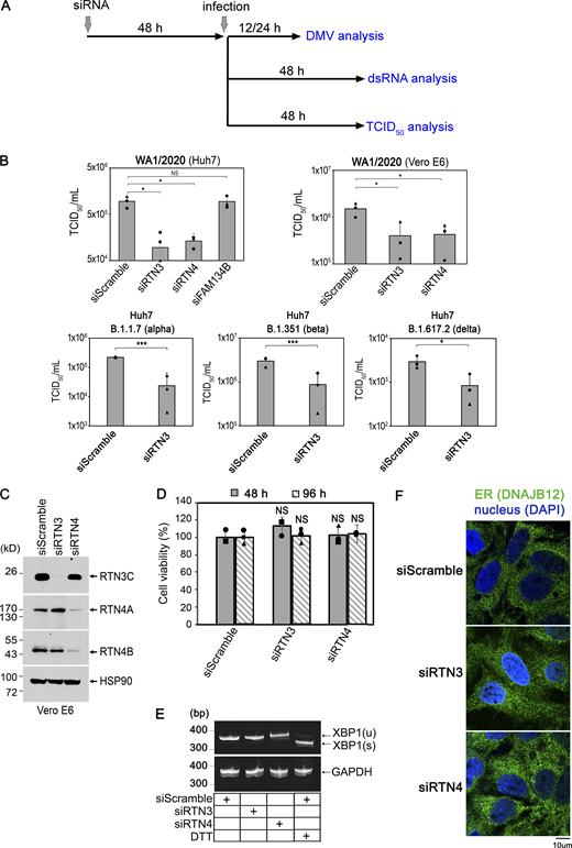 (Related toFig. 1). Depletion of RTN3 or RTN4 does not compromise overall cellular integrity.(A) A working scheme outlining key experiments performed in this manuscript. Briefly, Huh7 or Vero E6 cells were transfected with the indicated siRNAs for 48 h followed by infection for the indicated times before the specific investigation (e.g., DMV, dsRNA, or TCID50/ml analysis) was performed. (B) Graphs from Fig. 1, B–D with the y-axis in log-scale. (C) siRNA KD of RTN3 or RTN4 in Vero E6 cells. Cell extracts derived from Vero E6 cells transfected with the indicated siRNAs were subjected to SDS-PAGE and immunoblotting with the indicated antibodies. (D) Huh7 cells were transfected with the indicated siRNAs for 48 or 96 h then subjected to the MTS assay to measure cell viability. Graph represents the percent absorbance relative to control cells for each time point. Data are represented as the mean values and error bars represent means ± SD from three biological replicates. (E) Huh7 cells were transfected with the indicated siRNAs for 48 h and treated with or without DTT for 2 h. The splicing of Xbp1 was analyzed by PCR. S indicates spliced XBP1 (ER stress), while U indicates unspliced XBP1 (no ER stress). Primers for GAPDH were analyzed by PCR and serves as the loading control. (F) Huh7 cells treated with the indicated siRNAs for 48 h were fixed, permeabilized, stained with anti-DNAJB12 (ER marker) and DAPI, and analyzed by confocal microscopy. NS, not significant where only P < 0.05 was considered to be significant. Source data are available for this figure: SourceData FS1. Refer to the image caption for details.