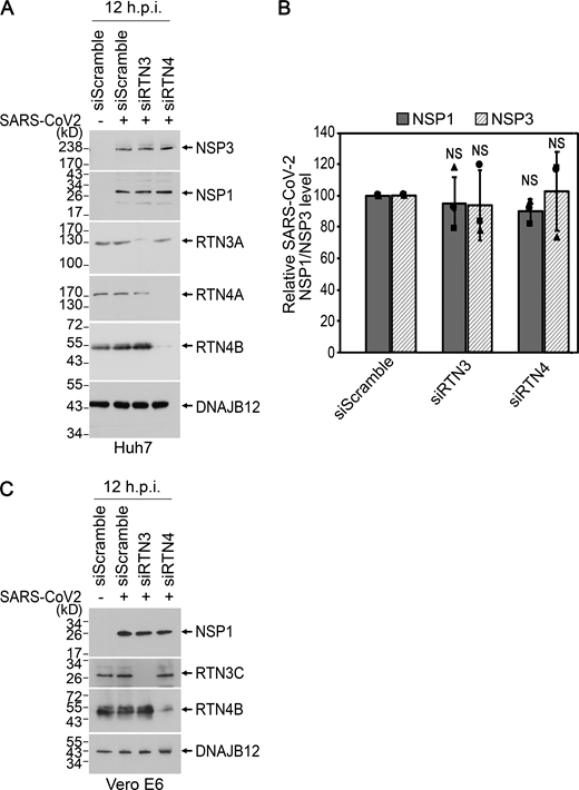 (Related toFig. 3). Level of NSP1 and NSP3 in control and RTN-depleted cells. (A) Huh7 cells were transfected with the indicated siRNAs and then infected (where indicated) with SARS-CoV-2 WA1 at 5 MOI for 12 h and then lysed. The resulting cell extracts were subjected to SDS-PAGE and immunoblotting with the indicated antibodies. (B) Quantification of the NSP1 and NSP3 levels relative to control cells in A. Error bars represent means ± SD from three biological replicates. NS, not significant where only P < 0.05 was considered to be significant. (C) Vero E6 cells were transfected with the indicated siRNAs and then infected (where indicated) with SARS-CoV-2 WA1 at 5 MOI for 12 h and then lysed. The resulting cell extracts were subjected to SDS-PAGE and immunoblotting with the indicated antibodies. Source data are available for this figure: SourceData FS4.