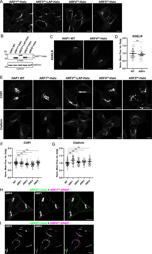 HAP1 cells edited at each ARF locus do not present defects in morphology or coats recruitment. ARFs were tagged at their endogenous locus with the self-labeling enzyme Halo in a HAP1 haploid cell line. (A) Live cells were stained with the Halo substrate JFX650-CA. (B) Immunoblot to detect ARF-Halo fusion proteins in HAP1 KI lysate with anti-Halo antibodies and anti-βActin primary antibody as a loading control. (C and D) HAP1 WT and ARF4EN-Halo KI cells were immunostained with anti-KDELR and secondary antibodies conjugated to Alexa488 (C). Quantification of the normalized mean fluorescence intensity of KDELR at the Golgi area measured in HAP1 WT and ARF4EN-Halo KI cells as described in Materials and methods. Scatter dot plot shows the mean values (black dots) and SEM for each biological replicate (n = 3). All data points (individual cells) are shown as gray dots (n ≥ 10 cells per replicate). Unpaired, two-tailored t test (ns = non-significant, P > 0.05; D). (E–G) HAP1 WT and ARFEN-Halo KI cells were immunostained with anti-COPI and anti-clathrin and secondary antibodies conjugated to Alexa488 (E). Quantification of the mean fluorescence intensity of COPI (F) and clathrin (G) at the Golgi area measured in HAP1 WT and ARFEN-Halo KI cells as described in Materials and methods. Scatter dot plots show the mean values (black dots) and SEM for each biological replicate (n ≥ 3). All data points (individual cells) are shown as gray dots (n ≥ 10 cells per replicate). Ordinary one-way ANOVA versus WT (ns, P > 0.05). (H and I) ARF1EN-SNAP+ARF4EN-Halo (H, magenta/green) and ARF4EN-SNAP+ARF5EN-Halo (I, magenta/green) double KI HAP1 cells were labeled with JF552-CA and JFX650-BG. Norm. Mean Fluo. Int. Golgi = normalized mean fluorescence intensity at Golgi. All images were background subtracted and smoothed with a Gaussian filter as described in Materials and methods. Scale bars are 10 µm. Source data are available for this figure: SourceData FS2.