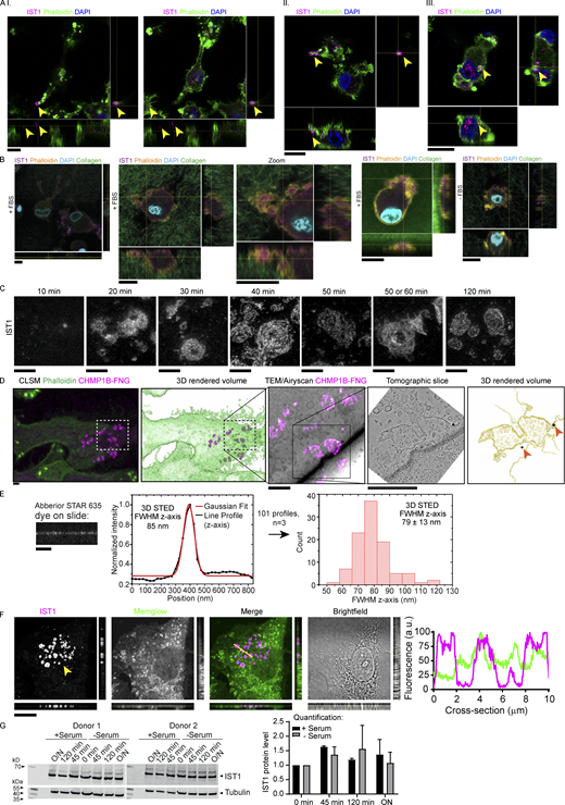 IST1 structures are located at the plasma membrane of cells cultured on glass support and in collagen matrices. (A) moDCs seeded on top of collagen matrix. Cells were allowed to migrate into the matrix for 5 h. Shown are confocal z-stacks. Cells are labeled for IST1 (magenta). Green: phalloidin. Blue: DAPI. The cells depicted in panels I-III are shown in Videos 2, 3, and 4, respectively. Scale bars: 10 μm. (B) Same as A, but now with FITC-labeled collagen (green in merge) and phalloidin in yellow. Scale bars, 10 μm. (C) STED imaging of moDCs cultured for the indicated times and immunostained for IST1. Scale bars: 1 μm. (D) Additional images of the cell shown in main Fig. 1 F. Top images: Confocal laser scanning microscopy (CLSM) images of a moDC cultured on glass support labeled with fluoronanogold (FNG) for CHMP1B (magenta). Green: phalloidin. Bottom images: CLEM using fluoronanogold labeling of CHMP1B (magenta hot) showing the area marked by the dotted lines in the top images. A tomography series of the 100-nm-thick bottom section (closest to the glass support) was generated. The bottom slice of this tomogram of the bottom section, and the 3D-rendered volume of all tomographic slices of this section are shown. Silver enhanced gold particles are indicated with an arrow. Scale bars: 2 μm. (E) Abberior STAR 635 dye was mounted on a coverslip and measured with identical 3D STED settings as used for measuring IST1 structures in main Fig. 1 G. A FWHM of 79 ± 13 nm (±1 STD; total of 40 measurements; n = 3) was obtained. The FWHM of the IST1 structure is thus ∼24 nm thicker than just plain dye on a coverslip. Scale bar: 1 μm. (F) Confocal micrograph with orthogonal views of moDC immunolabeled for IST1 (magenta in merge) and the fluorescent lipophilic membrane marker Memglow (green). Line profiles of the cross-section indicated by the yellow line are shown. Scale bar: 10 μm. (G) Western blot showing IST1 expression in moDCS cultured on glass in the presence or absence of fetal bovine serum over time. The graph shows the mean ± SD of IST1 levels normalized to tubulin and to 0 min incubation. N = 2 donors. O/N: overnight. Source data are available for this figure: SourceData FS1. Refer to the image caption for details.