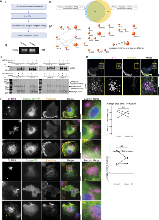 IST1-immunoprecipitation and proteomics. (A) moDCs were cultured either in the presence or absence of serum followed by IST1 immunoprecipitation. Proteins were identified by mass spectrometry. Data is obtained using four donors. A.I: Flowchart of the IST1 IP. A.II: Western blot of eluted IP sample probed for IST1. A.III: Venn diagram showing proteins consistently enriched ≥1.3-fold in comparison with the sample with beads only (no antibody). The blue circle represents proteins upregulated in the samples cultured with serum and the yellow circle represents proteins upregulated in the samples cultured without serum. A.IV: Protein network showing proteins ≥1.3 times enriched in the serum-free condition over the serum-containing condition. Using the STRING tool, set at a confidence level of 0.9, proteins associated with cell adhesion were selected. Size of the dots corresponds with enrichment of the protein in the absence of serum. (B) Western blot of the pulldown confirming immunoprecipitation of the target IST1. Interaction with integrin β2 could not be detected by Western blot (expected band missing). We could not exclude that the IST1 antibody binds to IgG heavy chain, as IST1 runs at nearly the same height as the heavy chain antibody (and protein A/G). However, we confirmed the presence of IST1 with mass spec in A using the exact same procedures. (C) Confocal micrographs of moDCs immunolabeled for integrin αVβ5 (cyan in merger), IST1 (magenta) and phalloidin (yellow). For this integrin, we only observed colocalization with the ESCRT structures in one out of four tested donors. Note that integrin αVβ5 also locates to podosomes (arrow). (D) TIRF microscopy of moDCs co-expressing mCherry-labeled CHMP4 (magenta) with YFP-tagged integrin β2 (green) or only YFP (control). Graphs show the average size number of CHMP4-positive structures for cells with detectable expression of both constructs for three different donors. NS: not significant (paired two-sided t test; data distribution was assumed to be normal, but this was not formally tested). Scale bars: 10 μm. Source data are available for this figure: SourceData FS5.