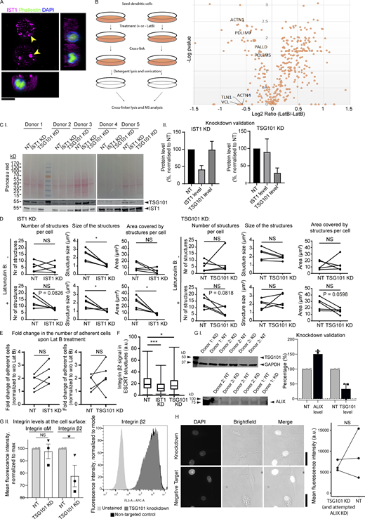 Latruculin B (LatB) control experiments and knockdowns of ESCRT proteins. (A) moDC preincubated in the presence of 100 μM LatB and cultured for 1 h in the absence of LatB. The cell is immunolabeled for IST1 (magenta), phalloidin (green), and DAPI (blue). No F-actin staining was observed in the presence of LatB, and phalloidin showed weak nuclear staining. Scale bar: 10 μm. (B) Left: Scheme of workflow of adhesion isolation. Right: Volcano plot of mass spectrometry hits. Key consensus adhesion proteins (Horton et al., 2015) were depleted from adhesions in response to LatB treatment. (C.I) Western blot of moDCs treated with non-targeting (NT) siRNA, IST1 siRNA, or TSG101 siRNA. Total protein levels were measured using Ponceau S and the blot was probed for TSG101 and IST1. (C.II) Quantification of C.I. Protein levels were corrected for loading using Ponceau S intensities and subsequently normalized to the NT condition. Graphs show mean ± SD (n ≥ 5 donors). (D) Effect of IST1 knockdown and TSG101 knockdown on the average number of IST1-positive structures per cell, the average size of the structures and the average total area covered by the structures per cell. Effects are shown both in untreated cells and in LatB treated cells. Each dot-line-dot pair represents 1 donor. *: P < 0.05; NS: not significant (paired two-sided t test). (E) Fold change in the number of adherent cells upon LatB treatment in moDCs with IST1 or TSG101 knockdown compared to cells treated with NT siRNA. (paired two-sided t test). (F) Quantification of integrin β2 signal in the ESCRT structures, based on immunofluorescence labeling of moDCs for integrin β2 and IST1. Knockdown of IST1 and TSG101 significantly reduced the level of integrin β2 (n = 3 donors; paired two-sided t test; ***: P < 0.001). (G.I) Western blot and quantification of knockdown of TSG101 and ALIX. Note unsuccessful knockdown of ALIX. (G.II) Flow cytometry of surface levels of integrin αM and integrin β2 in moDCs. TSG101 knockdown significantly lowered surface levels of integrin β2 (n = 3 donors; paired two-sided t test). A representative histogram is shown. (H) DAPI influx in moDCs was not affected by knockdown of TSG101. Scale bars, 10 μm. For all statistical analysis, data distribution was assumed to be normal, but this was not formally tested. Source data are available for this figure: SourceData FS7.