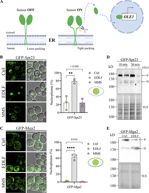 Figure 6. Refer to the image caption for details.