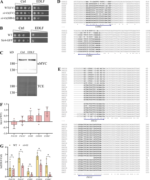 Treatment with edelfosine induces expression of the SIR-dependent COS and PAU sub-telomeric gene families. (A) Growth of wild-type (W303) or sir4∆ cells expressing SIR4 from a centromeric plasmid or the empty vector (EV) on SD-Leu+Ade plates containing 20 μM edelfosine or vehicle. Plates were incubated at 30°C and imaged after 3 d of growth. (B) Growth of wild-type (W303) or endogenously tagged SIR4-GFP cells on synthetic solid medium containing 20 μM edelfosine or vehicle. Plates were incubated at 30°C and imaged after 2 d of growth. (C) Western blot of Sir4MYC after 60 min with edelfosine or control. Bottom panel shows protein loading by TCE. (D and E) Sequence alignment of the highly similar COS (D) and PAU (E) family genes at the regions amplified by qPCR. Bold letters indicate binding sites for the general primers. (F and G) qPCR of the indicated genes in sir4Δ cells relative to wild type, expressed as ln(mutant/WT) (F) or in wild-type and sir4Δ cells treated for 60 min (G) with edelfosine or vehicle expressed as ln(EDLF/Ctrl). Bars represent mean ± SD for three independent experiments while circles represent individual experiments. * indicates P value <0.05 as determined by unpaired t tests with Holm-Šídák correction for multiple comparisons. For all panels: Ctrl = vehicle; EDLF = edelfosine. Source data are available for this figure: SourceData FS3.