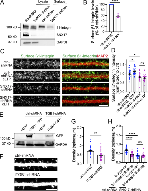 β1-integrin is an SNX17 cargo in neurons and plays a role in dendritic spine density. (A) DIV11 rat cortical neurons were infected with lentiviruses carrying scrambled or SNX17 shRNAs, and the surface levels of β1-integrin were determined at DIV17 using a surface biotinylation assay. SNX17 knockdown was validated by Western blot of the lysate and GAPDH was used as a loading control. (B) The levels of surface β1-integrin protein were quantified and normalized to total β1-integrin levels (lysate). Data are expressed as a percentage of ctrl-shRNA (ctrl-shRNA: 100%, SNX17-shRNA: 57.630 ± 3.058%). N = 4 independent experiments. Statistical significance was determined using unpaired two-tailed Student’s t test, ****P < 0.001. Error bars are SEM. (C) Representative confocal images of surface β1-integrin levels of DIV17 hippocampal neurons that were infected at DIV11 with lentiviruses carrying either ctrl-shRNA or SNX17-shRNA. Neurons were treated in the presence or absence of cLTP and live labeled with an anti-surface ß1-integrin antibody for 15 min, followed by fixation and immunostaining for MAP2. Scale bar, 5 µm. (D) The intensity of ß1-integrin in the first 50 µm of secondary dendrites was quantified and values were normalized to crtl-shRNA. ctrl-shRNA: 1.000 ± 0.038, N = 32 neurons; ctrl-shRNA cLTP: 1.139 ± 0.039, N = 29 neurons; SNX17-shRNA: 0.839 ± 0.040, N = 28 neurons; SNX17-shRNA cLTP: 0.786 ± 0.035, N = 28 neurons. Three independent experiments. Data were analyzed by one-way ANOVA with Tukey’s post hoc test, *P < 0.05. Error bars are SEM. (E) Validation of an shRNA clone (V2LMM_39157, Horizon Discovery) to knockdown rat ITGB1. pGIPZ scrambled non-target (RHS4346, Horizon Discovery) was used as a control. HEK293 cells stably expressing the tet repressor (TR-HEK293) were either transfected with control-shRNA or ITGB1-shRNA in the absence or presence of eGFP or ITGB1-GFP, as indicated. 5 d post-infection, cells were treated with 1 μg/ml of doxycycline to promote the expression of eGFP or ITGB1-GFP. 24 h later, extracts were generated and analyzed by Western blot. (F) Representative confocal images of dendritic spines in DIV16 hippocampal neurons transfected at DIV12 with eGFP (filler) and either ctrl-shRNA or ITGB1-shRNA. Scale bar, 5 µm. Treated with either β1-integrin blocking or isotype control antibodies 24 h before fixation. Scale bar, 5 µm. (G) The numbers of dendritic spines in the first 30 μm of secondary dendrites were quantified. ctrl-shRNA: 0.705 ± 0.044, N = 31 neurons; ITGB1-shRNA: 0.505 ± 0.043, N = 33 neurons. Statistical significance was determined using unpaired two-tailed Student’s t test, **P < 0.01. Error bars are SEM. (H) Hippocampal neurons were transfected at DIV12 with eGFP (filler) and either ctrl-shRNA or SNX17-shRNA. Neurons were treated with either β1-integrin blocking or isotype control antibodies 24 h before fixation at DIV16. The number of dendritic spines in the first 30 μm of secondary dendrites was quantified. ctrl-shRNA + isotype ctrl: 0.689 ± 0.030, N = 26 neurons; ctrl-shRNA +β1-integrin blocking: 0.451 ± 0.021, N = 27 neurons; SNX17-shRNA + isotype ctrl: 0.385 ± 0.026, N = 28 neurons; SNX17-shRNA +β1-integrin blocking: 0.387 ± 0.020, N = 26 neurons. Statistical significance was determined using one-way ANOVA with Tukey’s post hoc test, ****P < 0.001. Error bars are SEM. Source data are available for this figure: SourceData F8.
