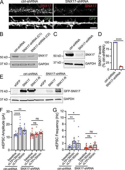 Validation of SNX17-shRNA, and effect of SNX17 knockdown in the initiation and maintenance of cLTP. (A) Representative confocal images of DIV16 rat hippocampal neurons transfected at DIV12 with eGFP (filler) and either scrambled non-target shRNA SHC002 (Millipore Sigma) or SNX17-shRNA (TRCN0000190340, Millipore Sigma). Neurons were fixed, permeabilized, and incubated with an anti-SNX17 antibody. (B) Identification of two independent shRNA clones (clone 1: TRCN0000190340 and clone 2: TRCN0000382281) to knockdown rat SNX17. The shRNA clones were used to generate lentiviruses and infect Rat2 cells. 5 d postinfection, cell lysates were analyzed by Western blot. pLKO.1 scrambled non-target shRNA SHC002 (Millipore Sigma) was used as a control for SNX17 levels. GAPDH was used as a loading control. (C) Rat cortical neurons were infected with either SNX17-shRNA (clone 1) or control-shRNA at an MOI of 2. 6 d postinfection, cell extracts were collected and analyzed by Western blot. GAPDH was used as a loading control. (D) The levels of SNX17 protein were quantified in neurons infected with SNX17-shRNA (clone 1) and normalized to SNX17 levels in control-shRNA-infected neurons. ctrl-shRNA: 100%; SNX17-shRNA: 11.420 ± 0.852%. N = 3 independent experiments. Statistical significance was determined using unpaired two-tailed Student’s t test, ****P < 0.001. Error bars are SEM. (E) HEK293 cells stably expressing the tet repressor (HEK293-TR) were either transfected with control-shRNA or SNX17-shRNA in the absence or presence of eGFP, GFP-SNX17, or shRNA-resistant GFP-SNX17 (SNX17-R), as indicated. 5-d postinfection, cells were treated with 1 μg/ml of doxycycline to promote the expression of eGFP, GFP-SNX17, or GFP-SNX17-R. 24 h later, extracts were collected and analyzed by Western blot. (F) DIV16-18 rat hippocampal neuron cultures transfected at DIV12 with a scrambled control shRNA (ctrl-shRNA) or SNX17-shRNA, and either treated with cLTP or left untreated (baseline). mEPSCs were recorded during the first 30 min after cLTP (cLTP < 30) or from 30 to 90 min after cLTP (cLTP > 30), and mEPSC amplitude was quantified. ctrl-shRNA baseline: 11.890 ± 0.413, N = 11 neurons; ctrl-shRNA cLTP < 30 min: 17.370 ± 1.655, N = 9 neurons; ctrl-shRNA cLTP > 30 min: 15.730 ± 1.004, N = 9 neurons; SNX17-shRNA baseline: 11.930 ± 0.488, N = 21 neurons; SNX17-shRNA cLTP < 30 min: 12.650 ± 0.555, N = 13 neurons; SNX17-shRNA cLTP > 30 min: 13.160 ± 0.497, N = 12 neurons. Three independent experiments. Data were analyzed by one-way ANOVA with Tukey’s post hoc test, **P < 0.01, ****P < 0.001. Error bars are SEM. (G) Same as F, but mEPSC frequency was quantified. ctrl-shRNA baseline: 0.888 ± 0.127, N = 11 neurons; ctrl-shRNA cLTP < 30 min: 2.729 ± 0.844, N = 9 neurons, ctrl-shRNA cLTP > 30 min: 2.051 ± 0.754, N = 9 neurons, SNX17-shRNA baseline: 0.719 ± 0.116, N = 21 neurons, SNX17-shRNA cLTP < 30 min: 0.927 ± 0.114, N = 13 neurons; SNX17-shRNA cLTP > 30 min: 1.583 ± 0.327, N = 12 neurons. Three independent experiments. Data were analyzed by one-way ANOVA with Tukey’s post hoc test, *P < 0.05, ****P < 0.001. Error bars are SEM. Source data are available for this figure: SourceData FS1. Refer to the image caption for details.