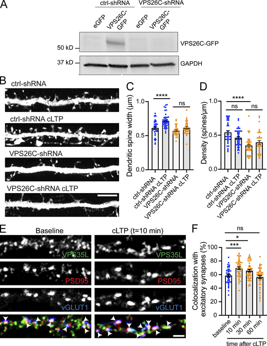 The Retriever complex is necessary for the cLTP-dependent increase in dendritic spine width and is dynamically recruited to dendritic spines upon cLTP. (A) Validation of VPS26C-shRNA by Western blotting. HEK293 cells stably expressing the tet repressor (HEK293-TR) were either transfected with control-shRNA (RHS4346, Horizon Discovery) or VPS26C-shRNA (V3LMM_455807, Horizon Discovery) in the absence or presence of eGFP or VPS26C-GFP, as indicated. 5-d postinfection, cells were treated with 1 μg/ml of doxycycline to promote the expression of eGFP or VPS26C-GFP. 24 h later, extracts were collected and analyzed by Western blot. (B) Representative confocal images of dendritic spines in DIV16 hippocampal neurons cotransfected at DIV12 with eGFP (filler) and either ctrl-shRNA or VPS26C-shRNA. Neurons were either treated with cLTP or left untreated and fixed 50 min after cLTP. Scale bar, 5 µm. (C) The maximum width for each spine was quantified and the average size of the dendritic spines in the first 50 μm of secondary dendrites was calculated. ctrl-shRNA: 0.656 ± 0.015, N = 34 neurons; ctrl-shRNA with cLTP: 0.733 ± 0.019, N = 42 neurons; VPS26C-shRNA: 0.581 ± 0.011, N = 34 neurons; VPS26C-shRNA with cLTP: 0.626 ± 0.015, N = 34 neurons. Three independent experiments. Data were analyzed by one-way ANOVA with Tukey’s post hoc test, ****P < 0.001. Error bars are SEM. (D) Quantification of spine density (spines/μm). ctrl-shRNA: 0.600 ± 0.034, N = 34 neurons; ctrl-shRNA with cLTP: 0.458 ± 0.022, N = 42 neurons; VPS26C-shRNA: 0.349 ± 0.025, N = 34 neurons; VPS26C-shRNA with cLTP: 0.401 ± 0.030, N = 34 neurons. Three independent experiments. Data were analyzed by one-way ANOVA with Tukey’s post hoc test, ****P < 0.001. Error bars are SEM. (E) Representative confocal images showing the colocalization of VPS35L with excitatory synapses before and 10 min after cLTP treatment. DIV19 rat hippocampal neuron cultures were untreated or treated with cLTP for 5 min (Mg2+−free HBS with: 400 μM glycine, 20 μM bicuculline, and 3 μM strychnine). Cells were fixed after cLTP at 10, 30, or 60 min, permeabilized and incubated with antibodies against VPS35L, PSD95 and vGLUT1. Arrows indicate example of colocalization. Scale bar, 2 µm. (F) The percentage of excitatory synapses that colocalize with VPS35L at the different time points was determined using Mander’s colocalization coefficient (×100). Baseline: 58.330 ± 1.725, N = 45; 10 min after cLTP: 69.380 ± 1.917, N = 45; 30 min after cLTP: 65.730 ± 1.898, N = 44; 60 min after cLTP: 56.380 ± 2.228, N = 45. Three independent experiments. Data were analyzed by one-way ANOVA with Tukey’s post hoc test, *P < 0.05, ***P < 0.005. Error bars are SEM. Source data are available for this figure: SourceData FS2.