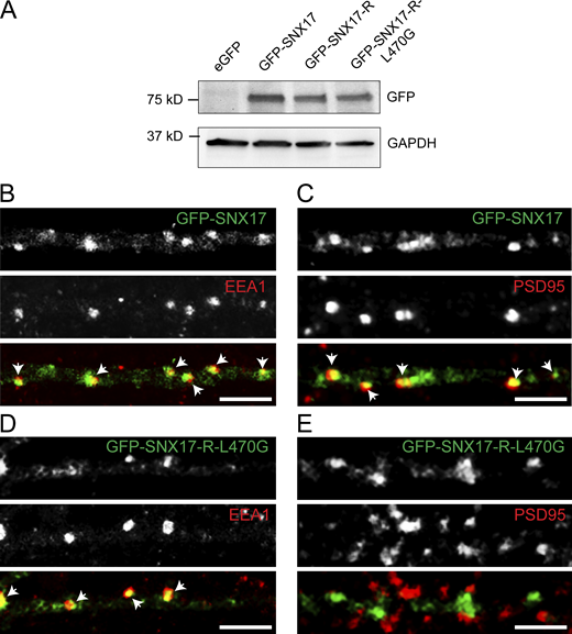 Validation of GFP-SNX17 and GFP-SNX17-L470G constructs. (A) HEK293T cells were transfected with eGFP, GFP-SNX17, GFP-SNX17-R, or GFP-SNX17-R-L470G. 48 h later, extracts were collected and analyzed by Western blot with an anti-GFP antibody. GAPDH was used as a loading control. (B) Rat hippocampal neurons were transfected at DIV16 with GFP-SNX17, fixed 24 h later, and stained for EEA1. EEA1 was labeled with Alexa Fluor-405 and pseudocolored in red to facilitate visualization. Arrows: examples of colocalization. Scale bar, 5 µm. (C) Rat hippocampal neurons were transfected at DIV16 with GFP-SNX17, fixed 24 h later, and stained for PSD95. PSD95 was labeled with Alexa Fluor-405 and pseudocolored in red to facilitate visualization. Arrows indicate examples of colocalization. Scale bar, 5 µm. (D) Rat hippocampal neurons were transfected at DIV16 with GFP-SNX17-R-L470G, fixed 24 h later, and stained for EEA1. EEA1 was labeled with Alexa Fluor-405 and pseudocolored in red to facilitate visualization. Arrows: Examples of colocalization. Scale bar, 5 µm. (E) Rat hippocampal neurons were transfected at DIV16 with GFP-SNX17, fixed 24 h later, and stained for PSD95. PSD95 was labeled with Alexa Fluor-405 and pseudocolored in red to facilitate visualization. Arrows indicate examples of colocalization. Scale bar, 5 µm. Source data are available for this figure: SourceData FS3. Refer to the image caption for details.