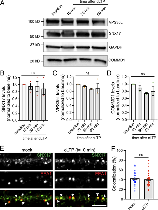 Quantification of the total levels of proteins of the SNX17-Retriever pathway upon cLTP and colocalization of SNX17 with EEA1 in the presence or absence of cLTP. (A) DIV17 rat cortical neurons were either left untreated (baseline) or treated with cLTP for 5 min. Extracts were generated at 10, 30, or 60 min after cLTP and analyzed by Western blot for the levels of VPS35L, SNX17, COMMD1, and GAPDH as a loading control. (B) The levels of SNX17 at 10, 30, or 60 min after cLTP were quantified and normalized to the baseline protein levels. Baseline: 1.000; 10 min: 0.955 ± 0.088; 30 min: 0.947 ± 0.144; 60 min: 0.885 ± 0.159. N = 3 independent experiments. Data were analyzed by one-way ANOVA. Error bars are SEM. (C) The levels of VPS35L at 10, 30, or 60 min after cLTP were quantified and normalized to the baseline protein levels. Baseline: 1.000; 10 min: 0.939 ± 0.017; 30 min: 0.868 ± 0.014; 60 min: 0.879 ± 0.132. N = 3 independent experiments. Data were analyzed by one-way ANOVA. Error bars are SEM. (D) The levels of COMMD1 at 10, 30, or 60 min after cLTP were quantified and normalized to the baseline protein levels. Baseline: 1.000; 10 min: 0.896 ± 0.071; 30 min: 0.747 ± 0.015; 60 min: 0.803 ± 0.123. N = 3 independent experiments. Data were analyzed by one-way ANOVA. Error bars are SEM. (E) DIV17 hippocampal neurons were treated with cLTP or HBS control (mock), washed, and incubated in HBS for 10 min following the cLTP (or mock) stimulus. Neurons were then fixed and stained for SNX17 and the early endosomal marker EEA1. Arrows indicate examples of colocalization. Scale bar, 5 µm. (F) The percentage of EEA1 that colocalizes with SNX17 was quantified using Mander’s colocalization coefficient (×100). Mock-treated neurons: 42.850 ± 2.723, N = 28; cLTP-treated neurons: 40.730 ± 2.789, N = 30. Three independent experiments. Data were analyzed by unpaired two-tailed Student’s t test. Error bars are SEM. Source data are available for this figure: SourceData FS4. Refer to the image caption for details.