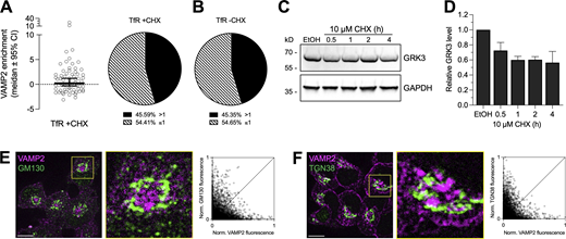 VAMP2 is not involved in delivery of receptors from the biosynthetic pathway. For Fig. 2. (A) VAMP2 enrichment (left) in TfR puffs in cells co-expressing TfR-SpH and VAMP2-pHuji co-expressing cells pretreated with 10 µM CHX for 2 h before imaging (+CHX, median ± 95% CI, puff = 67, 2 cells from one experiment). Proportion of puffs > or ≤ cutoff = 1× SDbaseline is shown in the pie chart (right). (B) Proportion of puffs from TfR-SpH and VAMP2-pHuji co-expressing cells non-treated with CHX (−CHX). Proportion > cutoff = 1× SDbaseline is almost identical for cells treated or non-treated with CHX. (C) Representative Western blot probing a fast turnover protein GRK3 with GAPDH as internal control in whole-cell lysates prepared from cells either treated with vehicle (EtOH) for 2 h or 10 µM CHX for indicated time. (D) Quantification of relative GRK3 levels by first normalizing to GAPDH levels then to vehicle control (±SD, n = 3 independent experiments). (E and F) Representative confocal slices of PC12 cells immunostained for endogenous VAMP2 and cis-Golgi marker GM130 (E) or tran-Golgi network marker TGN38 (F). Scale bar = 10 µm. Denoted sections (yellow squares and enlarged) were analyzed by pixel-by-pixel fluorescence correlation between the VAMP2 channel and the Golgi marker channels. Pixel fluorescence intensity was normalized to the maximum fluorescence and plotted in scatter plots on the right. The dashed diagonal line indicates perfect colocalization, and VAMP2 shows very little to no colocalization with GM130 or TGN38. Source data are available for this figure: SourceData FS1. Refer to the image caption for details.