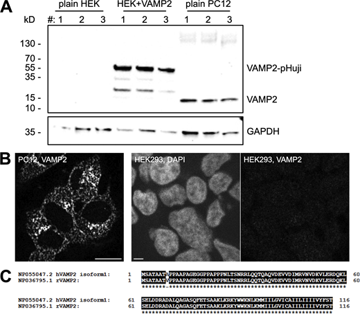 PC12 cells express detectable endogenous VAMP2, but (our) HEK293 cells do not. For Fig. 3. (A) Immunoblot of VAMP2 from the whole-cell lysates of untransfected HEK293 cells (plain HEK), HEK293 cells transfected with VAMP2-pHuji (HEK + VAMP2), and untransfected PC12 cells (plain PC12). Whole-cell lysates were each prepared from one well of confluent 6-well plate. Three replicates of lysates preparation are shown. (B) Representative confocal images showing that there is no VAMP2 immunostaining in plain HEK293 cells. The images in the VAMP2 channels of PC12 and HEK293 were acquired under similar conditions and were adjusted to the same levels. DAPI staining shows the nuclei to confirm that there are many cells in the field. Scale bar = 10 µm. (C) Protein sequence alignment between human VAMP2 isoform1 (hVAMP2 isoform1) and rat VAMP2 (rVAMP2) shows close similarity. Source data are available for this figure: SourceData FS2. Refer to the image caption for details.