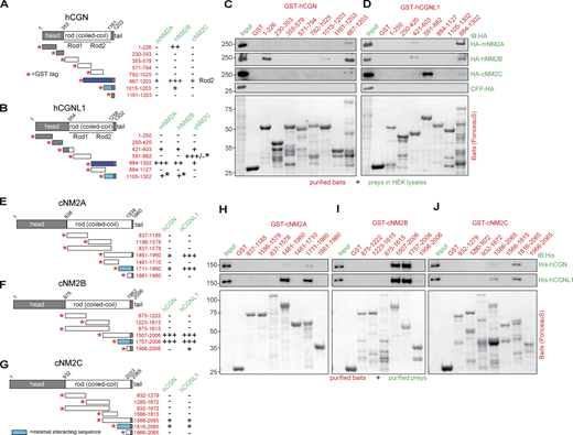CGN and CGNL1 interact in vitro with NM2A, NM2B, and NM2C through coiled-coil–mediated interactions. (A, B, and E–G) Schemes (not proportional to size) of proteins and constructs (left), and summaries of interactions (right) of CGN with NM2s (A), CGNL1 with NM2s (B), NM2A with CGN and CGNL1 (E), NM2B with CGN and CGNL1 (F), and NM2C with CGN and CGNL1 (G). Red asterisks indicate N-terminal GST tag of fusion proteins. Preys are indicated in green and baits (numbers refer to amino-acid residues) in red: (−) no interaction, (+) weak interaction, (++) interaction, (+++) strong interaction (see Fig. S1 for quantifications). Dark blue–filled schemes of GST fusion constructs indicate baits of CGN and CGNL1 showing strongest interaction with NM2s. Light blue–filled schemes show the minimal interacting sequences based on pulldowns as shown in Fig. 1, C and D and H–J and Fig. S1. Black asterisks in B indicate interaction/lack of interaction based on pulldowns using purified NM2 rods (Fig. S1 D). (C and D) IB analysis, using anti-HA antibodies, of pulldowns using affinity purified GST-tagged CGN (C) and CGNL1 (D) baits and HA-tagged full-length NM2 preys expressed in HEK cells (HA-mNM2A, HA-hNM2B, and HA-cNM2C; prey normalization in input lanes). Bottom panels show Ponceau-red labeled baits. GST alone was the negative control bait and CFP-HA was the negative control prey. Numbers on the left (kD) indicate migration of pre-stained markers. (H–J) IB analysis, using anti-His antibodies, of pulldowns using affinity purified GST-tagged cNM2A (H), cNM2B (I), cNM2C (J) baits (fragments of the rod region) and His-tagged full-length CGN (top) and CGNL1 (bottom) preys purified from baculovirus-infected insect cells (Fig. S1 A). Source data are available for this figure: SourceData F1.