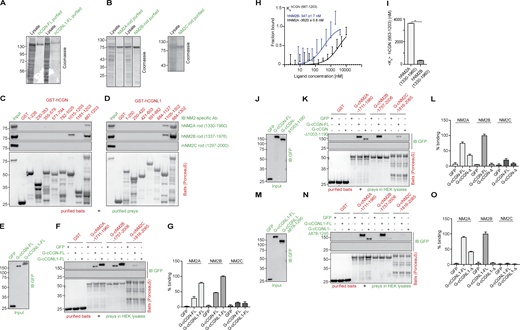 In vitro interaction of CGN and CGNL1 with NM2A, NM2B, and NM2C. (Related to Fig. 1.) (A and B) Coomassie-blue-stained SDS-PAGE gels showing purification (lysates and purified proteins) of full-length (FL) CGN and CGNL1 from baculovirus-infected cells (A) and purification of rod fragments of NM2A (1330–1960), NM2B (1337–1976), NM2C (1297–2000) from bacteria (B). Numbers on the left indicate migration of pre-stained markers. (C and D) IB analysis, using anti-NM2 antibodies, of pulldowns using CGN (C) and CGNL1 (D) GST-fusion protein fragments as baits (see Fig. 1, A and B, for construct schemes), and purified NM2 rod fragments (B) as preys. Baits stained with Ponceau-red are shown below IBs. Red numbers correspond to the amino acid residues comprised in each bait construct. GST alone was used as a negative control bait. (E–G) Comparison of the interaction of the last 250 residues of NM2s with either full-length CGN or CGNL1. IB analysis, using anti-GFP antibodies, of prey normalization (E) and GST pulldowns (F) using GST-tagged fragments of the last 250 residues of NM2s as baits, and GFP-tagged either full-length or C-terminally truncated CGN (J; FL or Δ1003-1190), or CGNL1 (M; FL or Δ878-1295) in HEK lysates as preys. (G) Quantification of prey binding, taking the full-length prey signal as 100% (N = 2 independent experiments, and data in quantifications are represented as mean ± SD). (H and I) MST analysis of the interaction of purified CGN Rod2 with either NM2A or NM2B purified rod. The curves (H) show fraction bound as a function of ligand concentration (nM). The labeled target was hCGN rod (667–1203, 200 nM) and the ligands were either hNM2A rod (1330–1960, black curve) or hNM2B rod (1337–1975, blue curve) with concentrations ranging from 0 to 10,000 nM. The bar graph (I) shows mean Kd values, and data in quantifications are represented as mean + SD (n = 7, Mann–Whitney test, two-tailed **P < 0.01). (J, K, M, and N) IB analysis, using anti-GFP antibodies, of GST pulldowns using GST fusions of C-terminal rod+tail fragments of NM2A, NM2B, and NM2C as baits and either full-length or C-terminally truncated CGN (K, prey normalization in J) or CGNL1 (N, prey normalization in M) as preys. (L and O) Comparative quantification of binding based on densitometric analysis of bands (N = 2 independent experiments and data in quantifications are represented as mean ± SD), ratioed to the strongest signal (100%) of either full-length CGN or CGNL1 interacting with the NM2B bait. The preys ending in Δ in L and O lack the C-terminal sequences indicated in J and M, respectively. Source data are available for this figure: SourceData FS1. Refer to the image caption for details.