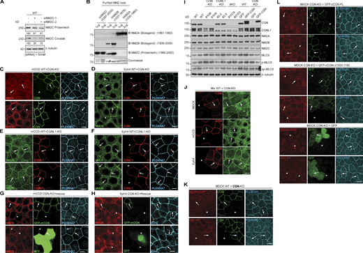 Specificity of anti-NM2 antibodies and role of CGN in the regulation of NM2s, MgcRacGAP, and GEF-H1 in cells. (Related to Fig. 3.) (A and B) Validation of specificity of the indicated antibodies against NM2C (see also Materials and methods and Table S1) by IB after siRNA-mediated depletion of NM2C in MDCK cells (A), and using purified recombinant fragments of NM2s (B). The minimal NM2 sequences recognized by the antibodies, determined by IB analysis of NM2 rod fragments (not shown), is indicated in B. Note that Proteintech anti-NM2C cross-reacts with NM2B. (C–F) IF microscopy localization of NM2A (top) and NM2B (bottom) in mixed cultures of WT and either CGN-KO (C and D) or CGNL1-KO (E and F) mCCD (C and E) and Eph4 (D and F) cells. Scale bars, 10 μm. (G and H) IF microscopy localization of NM2B in CGN-KO mCCD (G) and Eph4 (H) cells rescued either with GFP-tagged full-length CGN (top) or with GFP alone (bottom). PLEKHA7 was used as an internal reference for AJC. Scale bars, 10 μm. (I) IB analysis of lysates of MDCK WT, KO, and rescue lines, using the indicated antibodies. IB of CGN or CGNL1, and β-tubulin were used as line phenotype and loading controls, respectively. Numbers on the left indicate migration of prestained markers. (J) IF microscopy localization of phosphorylated myosin light chain (P-MLCII, green) in mixed cultures of WT+CGN-KO cells. Arrows = normal labeling, arrowheads = reduced/undetectable labeling. Scale bars, 10 μm. (K) IF microscopy localization of MgcRacGAP (top) and GEF-H1 (bottom) in mixed cultures of WT and CGN-KO MDCK cells. Scale bars, 10 μm. (L) IF microscopy localization of MgcRacGAP (top) and GEF-H1 (bottom) in CGN-KO MDCK cells rescued with either full-length (FL) GFP-tagged canis CGN (cCGN, top panels), or C-terminally truncated GFP-tagged cCGN (middle panels, CGN-Δ1003-1190) or by GFP-myc alone (bottom panels, negative control). Scale bars, 10 μm. Source data are available for this figure: SourceData FS2. Refer to the image caption for details.