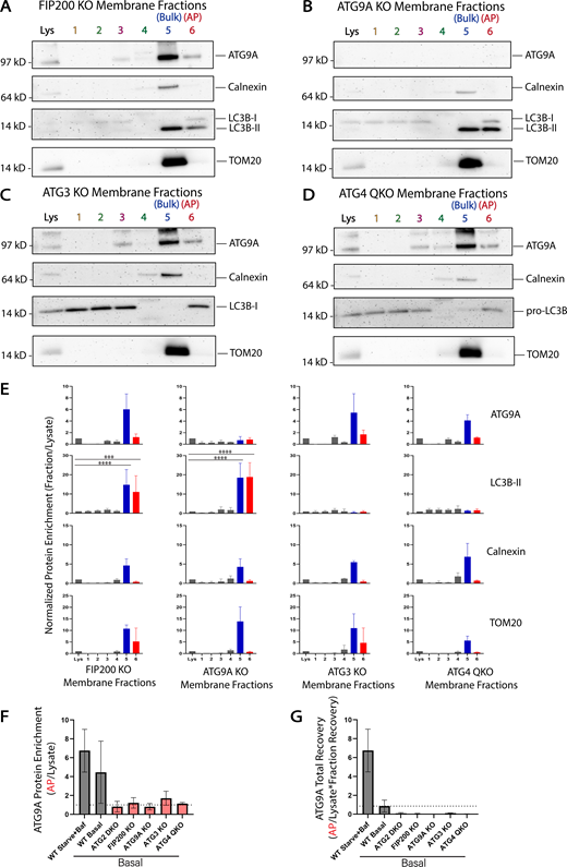 Enrichment of ATG9A in the autophagosome fraction is dependent on autophagosome biogenesis machinery. HEK293 cells were gene-edited to knockout autophagy genes involved in autophagosome biogenesis and then fractionated as in Fig. 3. (A–D) Immunoblot of cell membrane fractions from indicated knockout cells. Cells in A–D were grown in DMEM under basal conditions. Loaded protein: 3 µg. (E) Densitometric quantification of ATG9A, LC3B-II, Calnexin, and TOM20 in each cell line membrane fractionation displayed as average ± SD. The intensity of the bands in A–D were normalized to the lysate, and statistical significance was assessed by two-way ANOVA. ***, adjusted P value <0.001. ****, adjusted P value <0.0001. All KO cell lines, n = 3 biological replicates. TOM20 signal was oversaturated in fraction 5 of the FIP200 KO in one replicate, so n = 2 included biological replicates for TOM20 in FIP200 KO fraction 5. ATG9A is enriched in fraction 5 when initiation or lipidation is inhibited but not enriched over lysate in the AP fraction. Very little AP fraction was recovered for any sample (Table S1) and total LC3B-II in lysate is minimal (A and B) or lost (C and D). Where trace LC3B-II is present, there is a clear enrichment in the AP fraction. (F) Densitometric quantification of ATG9A enrichment in fraction 6 compared across all cell lines tested displayed as average ± SD. These values were taken directly from E, Fig. 3, B and C; and Fig. S4 B. WT Starved+Baf, n = 4 biological replicates; all other cell lines, n = 3 biological replicates. (G) Densitometric quantification of ATG9A total recovery in fraction 6 compared across all cell lines tested with the WT Starved+Baf condition as the reference value (100% recovery) displayed as average ± SD. These values were generated by multiplying the values in F by the fraction recovery highlighted in Table S1. WT Starved+Baf, n = 4 biological replicates; all other cell lines, n = 3 biological replicates. Refer to the image caption for details.