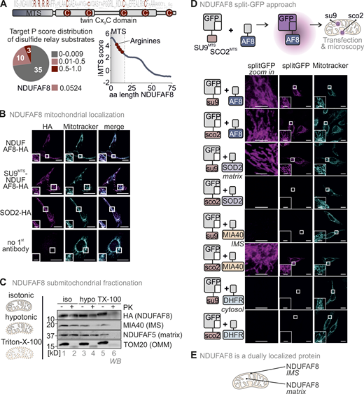 NDUFAF8 is dually localized to IMS and matrix. (A) Domain layout of NDUFAF8. NDUFAF8 contains four highly conserved cysteines in a twin CX9C motif. These cysteines reside in two alpha-helices. Four arginine residues and no negatively charged amino acid are found in the N-terminal 19 amino acids of NDUFAF8. According to TargetP, this region does not serve as MTS; however a sliding TargetP score prediction indicates a certain propensity of this region to serve as MTS. MTS, mitochondrial targeting signal; aa, amino acid. (B) Immunofluorescence analysis to localize NDUFAF8. NDUFAF8-HA localizes to mitochondria. HEK293 cells stably and inducibly expressing the indicated NDUFAF8-HA variants were fixated, permeabilized, and stained using a primary antibody against the HA epitope (HA) and mitotracker. Cells were analyzed by fluorescence microscopy. Bar corresponds to 20 µm. (C) Submitochondrial fractionation to detect the localization of NDUFAF8-HA. Mitochondria isolated from HEK293 cells expressing NDUFAF8-HA were exposed to three different buffer conditions, an isotonic buffer which leaves the OMM intact, a hypotonic buffer (hypo), which leads to swelling of the matrix and thereby disruption of the OMM, and a TX-100 containing buffer that solubilizes mitochondria completely. Afterward, mitochondria were treated with proteinase K (PK). TOM20, MIA40/CHCHD4, and NDUFAF5 served as control proteins localizing to OMM, IMS, and matrix, respectively. The signal of NDUFAF8 becomes weaker in the IMS fraction (lane 4) and disappears in the matrix fraction (lane 6) indicating NDUFAF8 resides in IMS and matrix as a dually localized protein. (D) Split-GFP assay to detect the localization of NDUFAF8. GFP can be split into two non-fluorescent parts, a larger part (GFP1-10) and a smaller part (GFP11). If these parts come together in the same compartment, they can self-reassemble to reconstitute a fluorescent GFP. GFP1-10 was equipped either with an MTS for the matrix (SU9MTS) or for the IMS (SCO2MTS). GFP11 was C-terminally fused to full-length NDUFAF8 and as controls for matrix, IMS, and cytosol to SOD2, MIA40/CHCHD4, and DHFR, respectively. Combinations of GFP11 and GFP1-10-containing constructs were transfected and analyzed by fluorescence microscopy. For SOD2 and MIA40/CHCHD4, fluorescence could only be observed for matrix and IMS respectively (see “split GFP” signal). DHFR-GFP11 co-expression did not result in the reconstitution of GFP with any of the mitochondria localized GFP1-10s. In the case of NDUFAF8, GFP reassembled for both SU9MTS-GFP1-10 and SCO2MTS-GFP1-10, indicating NDUFAF8 to be a protein localized to IMS and matrix. Bar corresponds to 20 µm. (E) Model. NDUFAF8 is dually localized to IMS and matrix. Source data are available for this figure: SourceData F1.