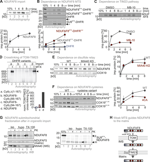NDUFAF8 relies on its weak MTS for import into the matrix. (A) In organello import assay with NDUFAF8. In vitro translated radioactive NDUFAF8 was incubated with mitochondria isolated from HEK293 cells. Non-imported proteins were removed by treatment with Proteinase K. An import reaction was performed on mitochondria treated with CCCP to dissipate the mitochondrial membrane potential (–ΔΨ). Imported proteins were analyzed by reducing SDS-PAGE and autoradiography. Signals were quantified using ImageQuantTL, and the amount of imported protein was plotted. NDUFAF8 can be imported into mitochondria and relies on the mitochondrial membrane potential for import. N = 3 replicates; error bars indicate SD. (B) In organello import assay with NDUFAF8-DHFR fusion constructs. Experiment was performed as described in A. To test the capacity of the N-terminal 19 amino acids of NDUFAF8 (AF8MTS) to serve as MTS, they were fused to the cytosolic proteins DHFR or DHFRmut. The latter protein carries mutations that prevent it from stable folding and thereby enable mitochondrial import also by weaker MTS. AF8MTS facilitated the import of both forms of DHFR albeit with different efficiencies. DHFR alone was not imported into mitochondria. N = 3 replicates; error bars indicate SD. (C) In organello import assay with NDUFAF8 to test for its dependence on the TIM23 import pathway. The experiment was performed as described in A. To test for the dependence of NDUFAF8 on the TIM23 channel, mitochondria were incubated with 100 µM Mitoblock-10 (MB-10) to inhibit this pathway. NDUFAF8 import into mitochondria was strongly impaired. N = 1–3 replicates; error bars indicate SD. (D) In organello import-BN-PAGE assay with NDUFAF8-variants to analyze the binding of the DHFR-fused NDUFAF8 variants in the TOM-TIM23 supercomplex during import. The indicated radiolabeled NDUFAF8-DHFR variants and as control the cytochrome b2 (1-167)-DHFR fusion construct were imported into wild-type yeast mitochondria. The import was performed in the absence of the presence of methotrexate (MTX) as indicated. Protein complexes were analyzed by BN-PAGE and autoradiography. NDUFAF8-DHFR but not the extended precursor fusion constructs established the TOM-TIM23 supercomplex during import. N = 4 replicates. (E) In organello import assay with NDUFAF8 to test for its dependence on the disulfide relay import pathway. Experiment was performed as described in D. To test for the dependence of NDUFAF8 on the mitochondrial disulfide relay, import into mitochondria isolated from wild-type or MIA40 knockdown (MIA40 KD) was analyzed. COX19 served as a control protein that is highly dependent on MIA40/CHCHD4. NDUFAF8 import into mitochondria was not affected by lack of MIA40/CHCHD4. N = 3 replicates; error bars indicate SD. (F) In organello import assay with NDUFAF8-variants to test for its dependence on its cysteines. Experiment was performed as described in A. COX19 served as a control protein that is highly dependent on its cysteine residues for import. To test for the dependence of NDUFAF8 on its cysteines, a wild-type and a cysteine-to-alanine mutant of NDUFAF8 (NDUFAF8-4CA, mutation of all four conserved cysteines) were compared. Initial NDUFAF8 import appears to be independent of its cysteines, but amounts are lower after 8 min of import. Wild-type quantification are the data shown in A. N = 3 replicates; error bars indicate SD. (G) Submitochondrial fractionation to detect the localization of NDUFAF8 after in organello import into mitochondria isolated from HEK293 cells. Experiment was performed as described in A and Fig. 1 C. The signal of NDUFAF8 becomes weaker in the IMS fraction (lane 4) and disappears in the matrix fraction (lane 6) indicating NDUFAF8 resides in IMS and matrix as a dually localized protein. Conversely, NDUFAF8 equipped with a strong SUMTS does only disappear in the matrix fraction indicating its sole localization to the matrix. (H) Model. NDUFAF8 is imported into the matrix independently of the mitochondrial disulfide relay but “detours” through the IMS because of its weak MTS. Source data are available for this figure: SourceData F2.